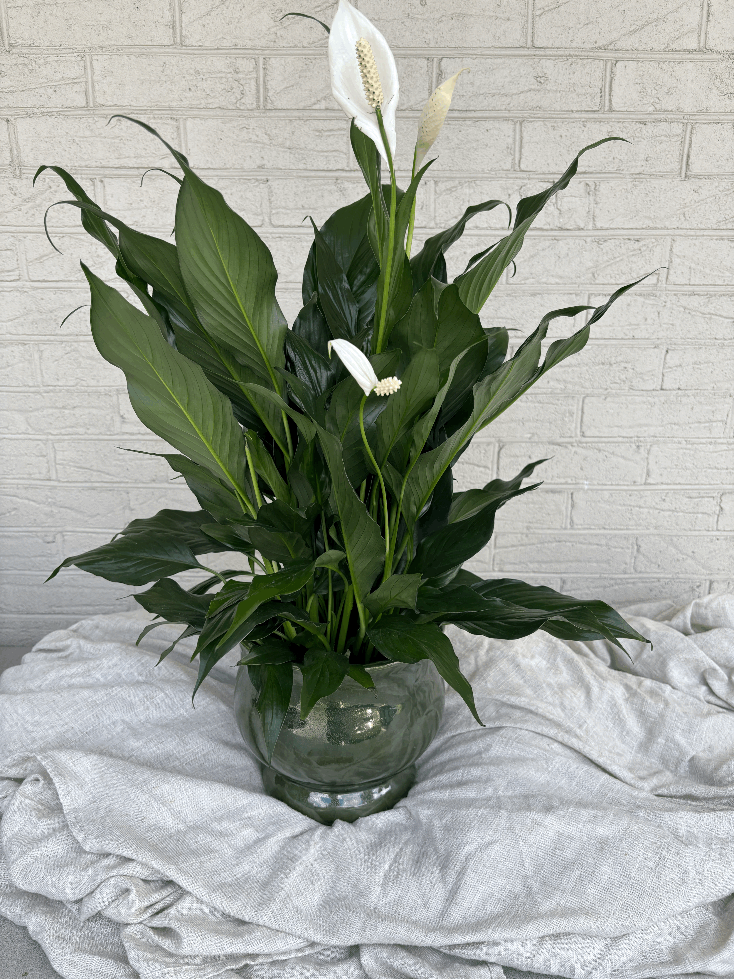 Green Pot with 6" Peace Lily