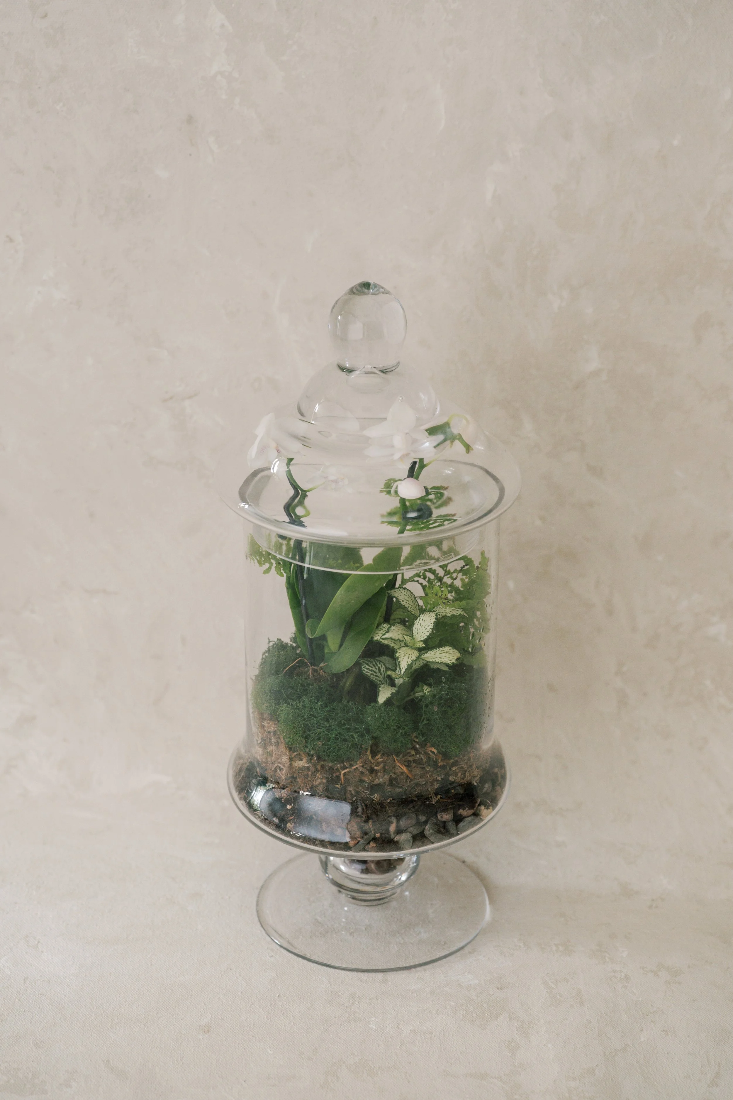 Orchid Terrarium Workshop | Thursday 9.10.26 |  6 PM