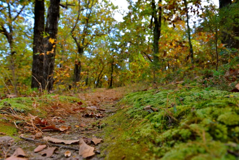 trail.jpg