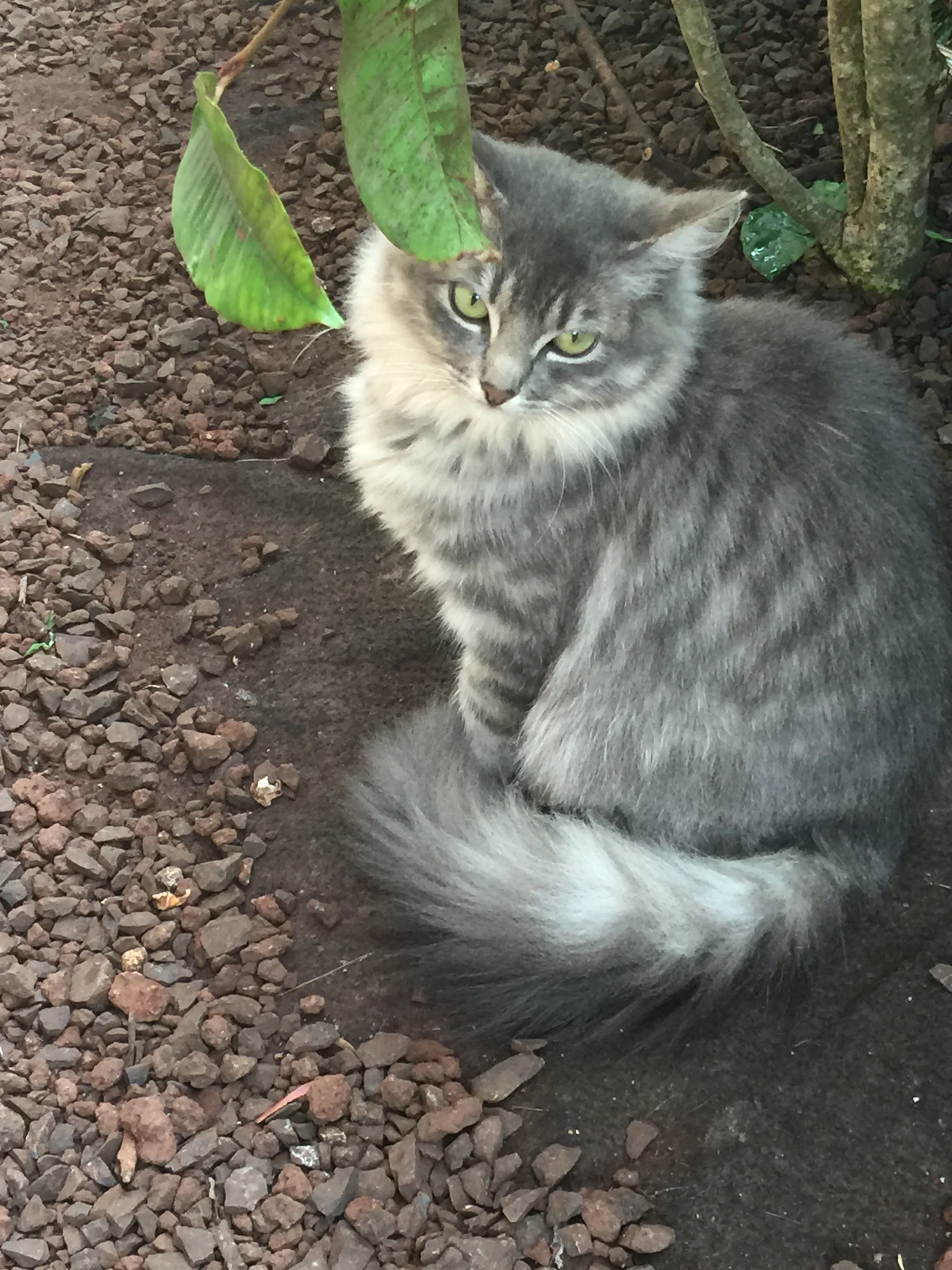 0009 Hokucat_profile.jpeg