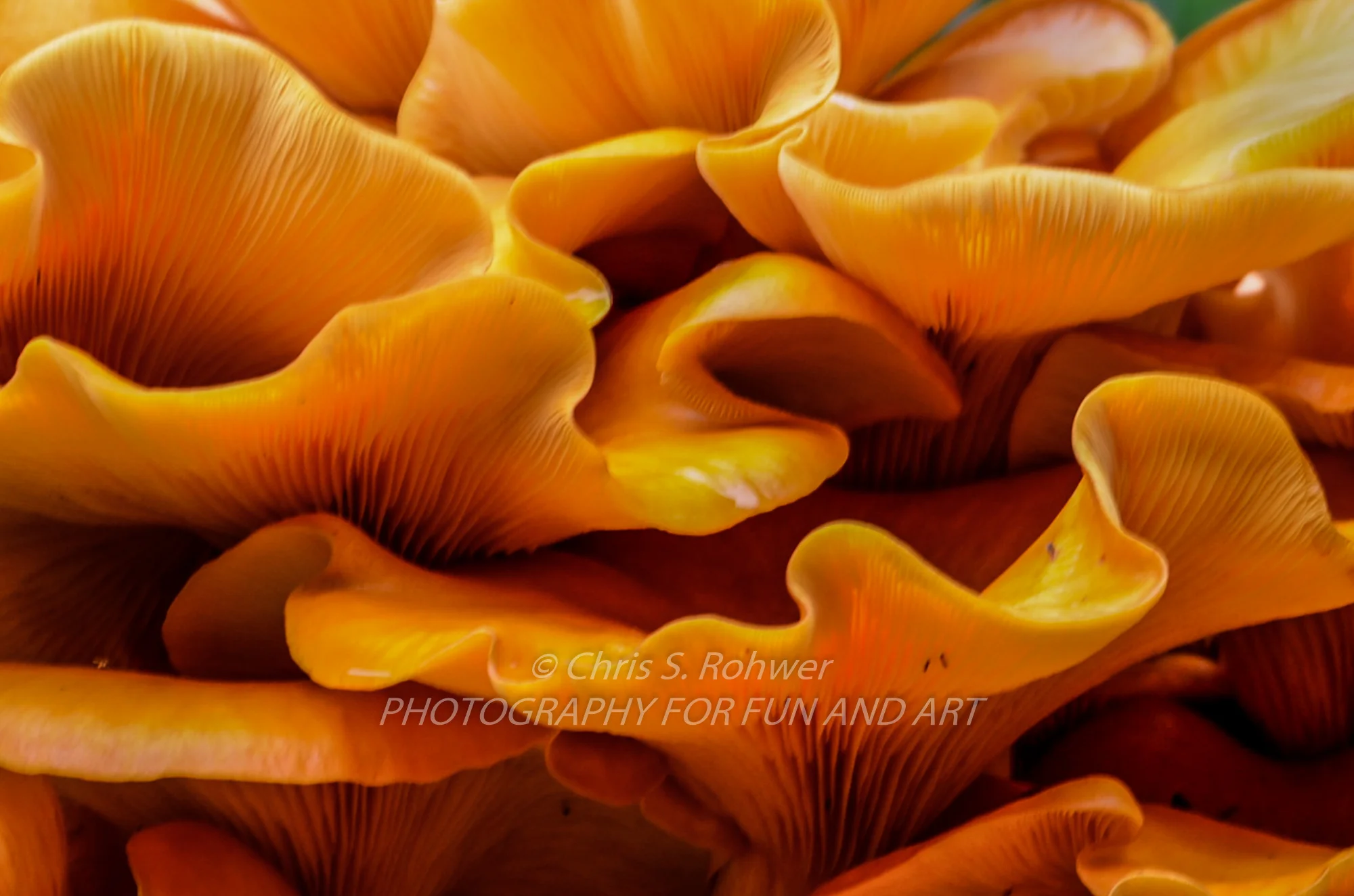Big Orange 'shroom-1.jpg