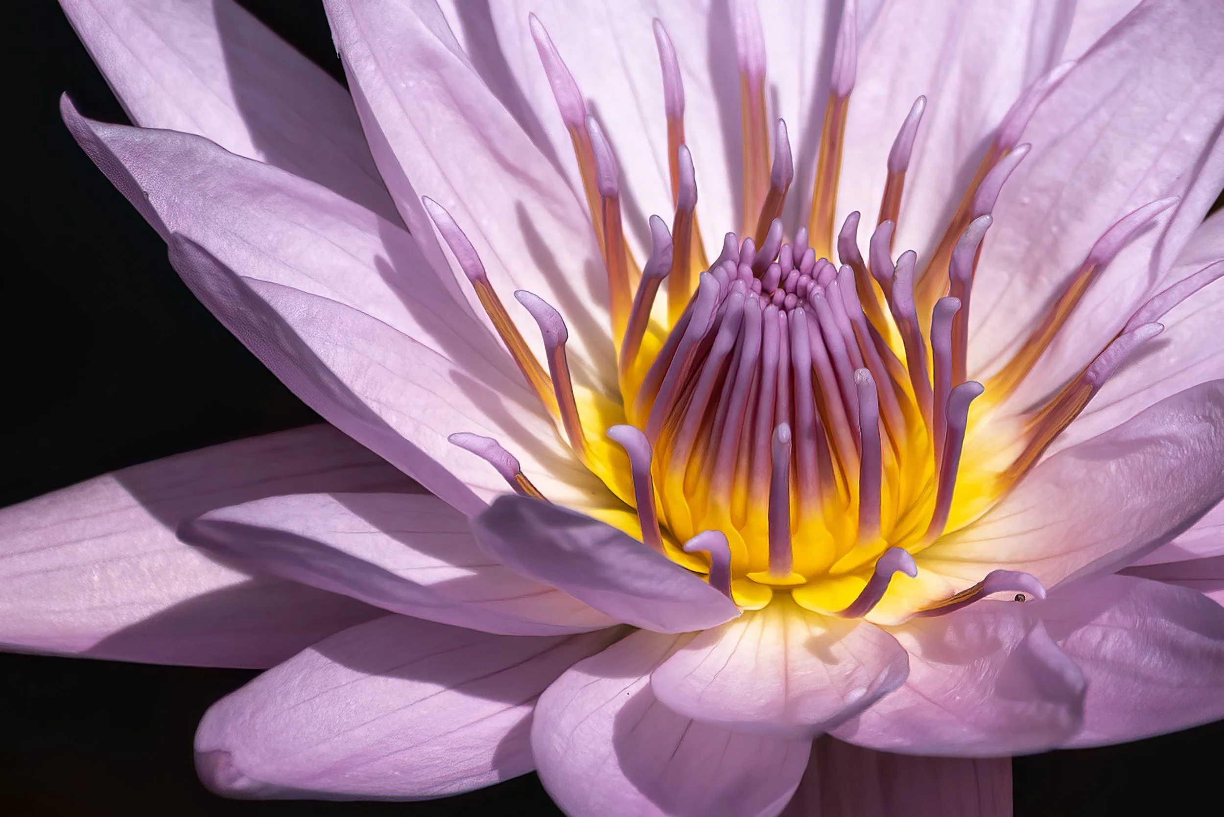 Miss Lily Shines.JPG