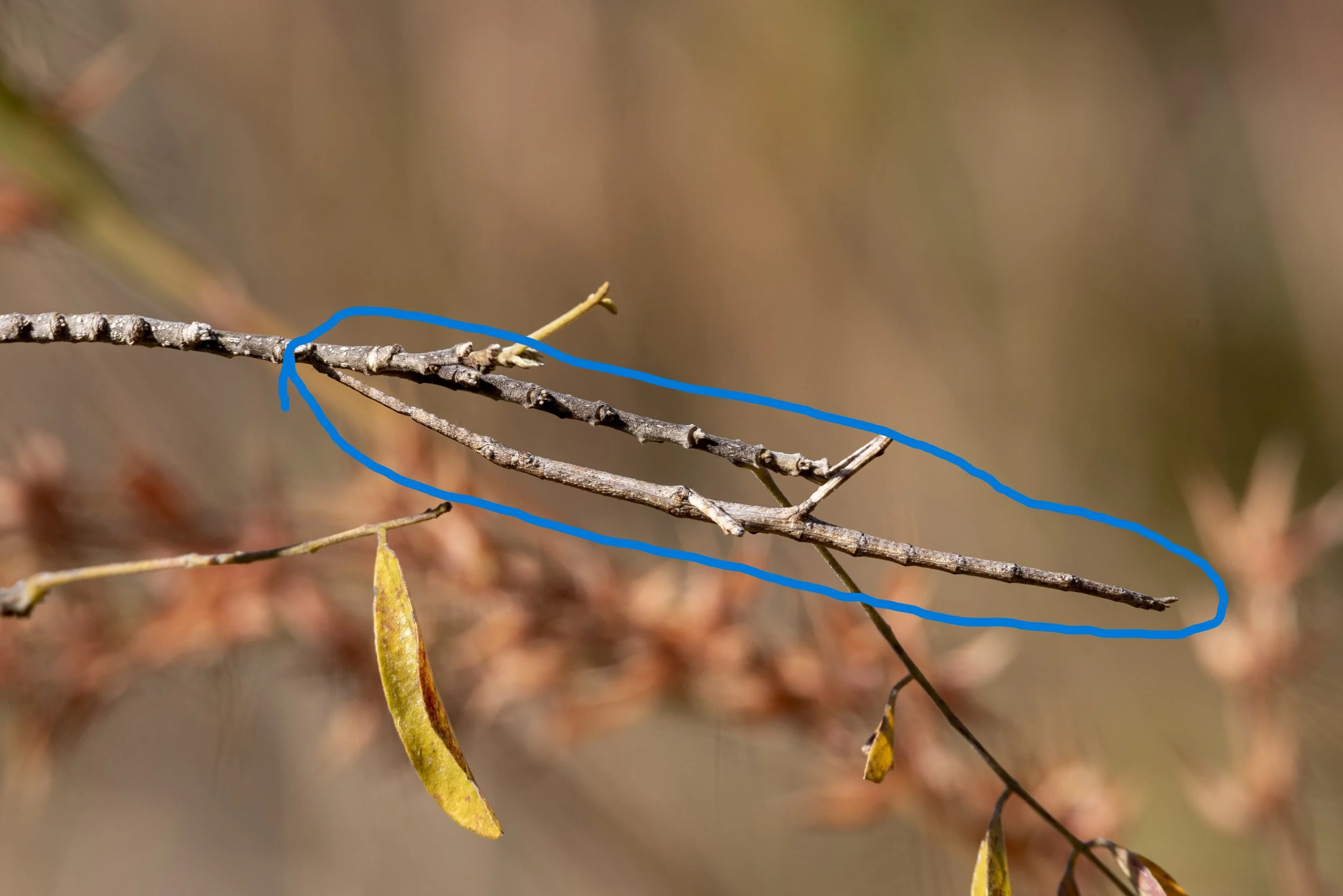 stick.jpg