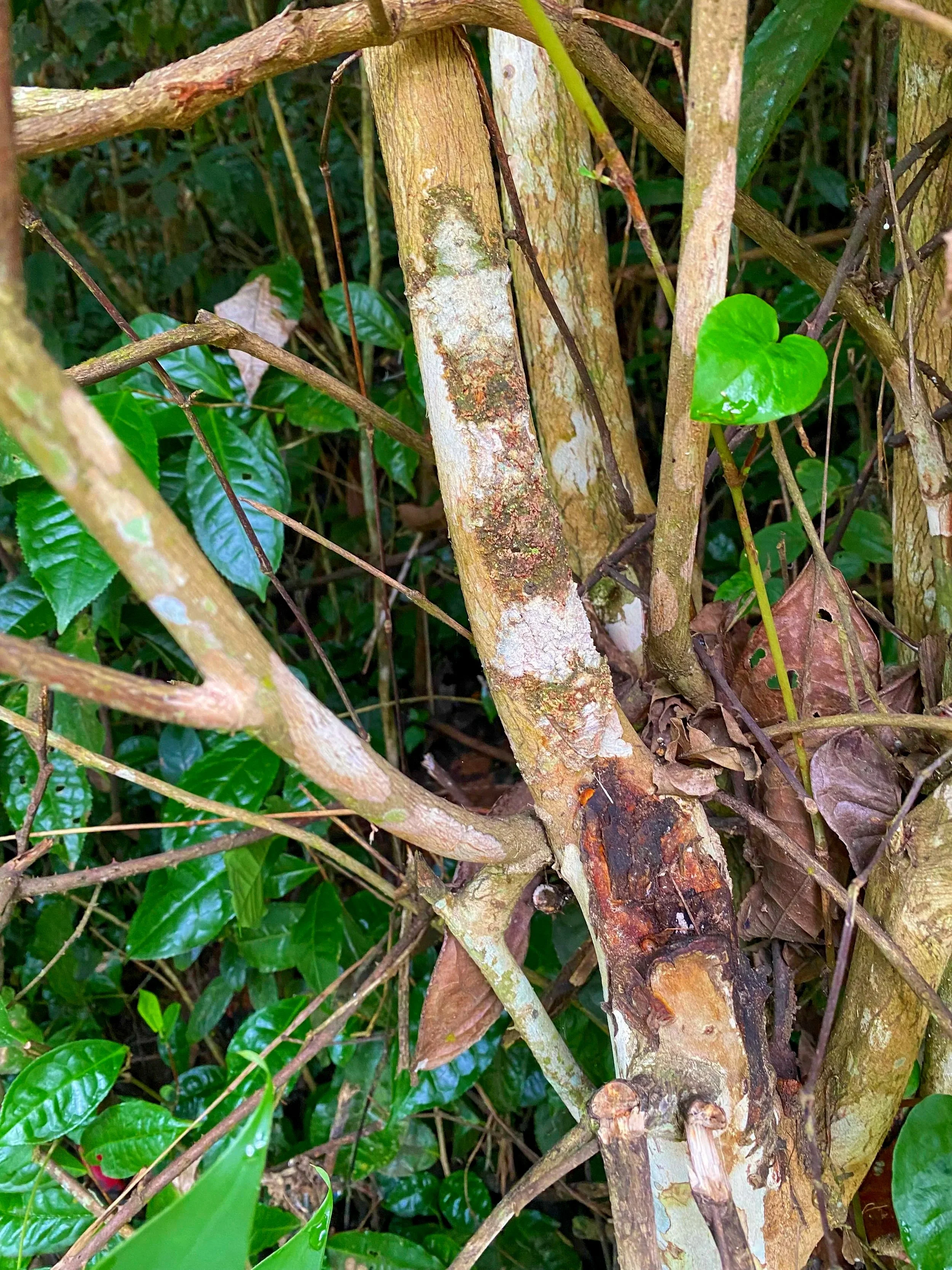 mossy+leaf.jpg