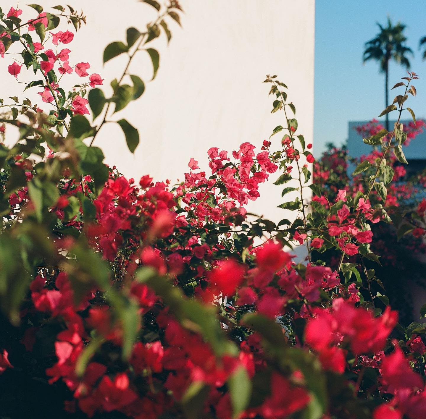 PHX PART 3
BRONICA SQA
120 PORTRA 160