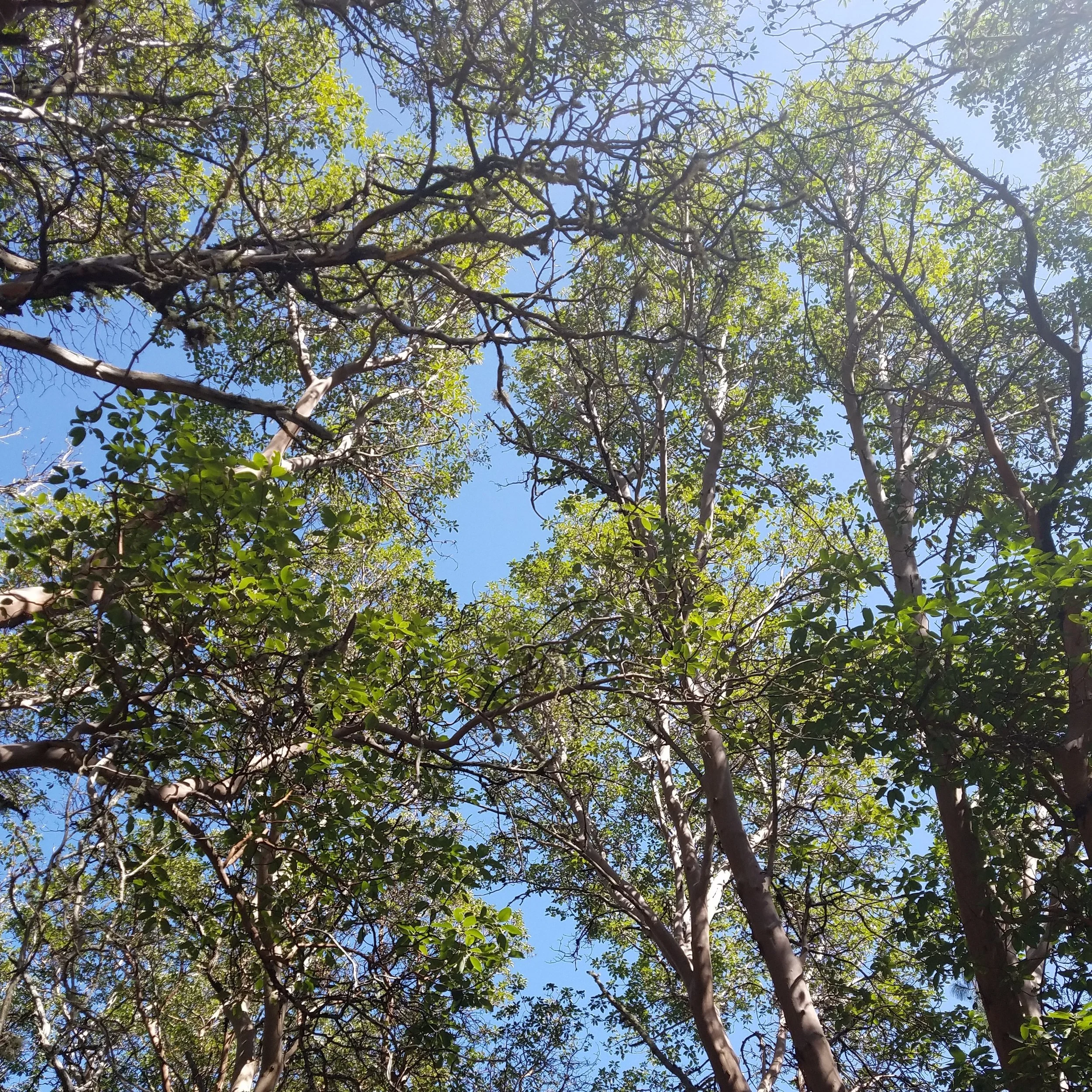 Lithia Park Trees.jpg