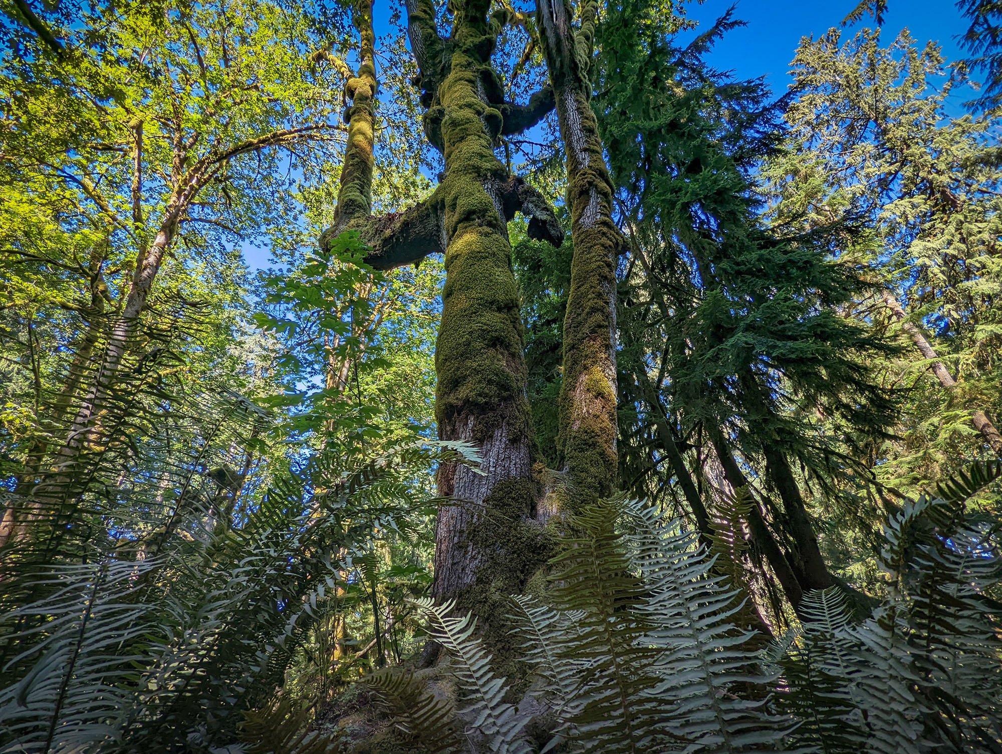 snoqualmie_pic_18.jpg