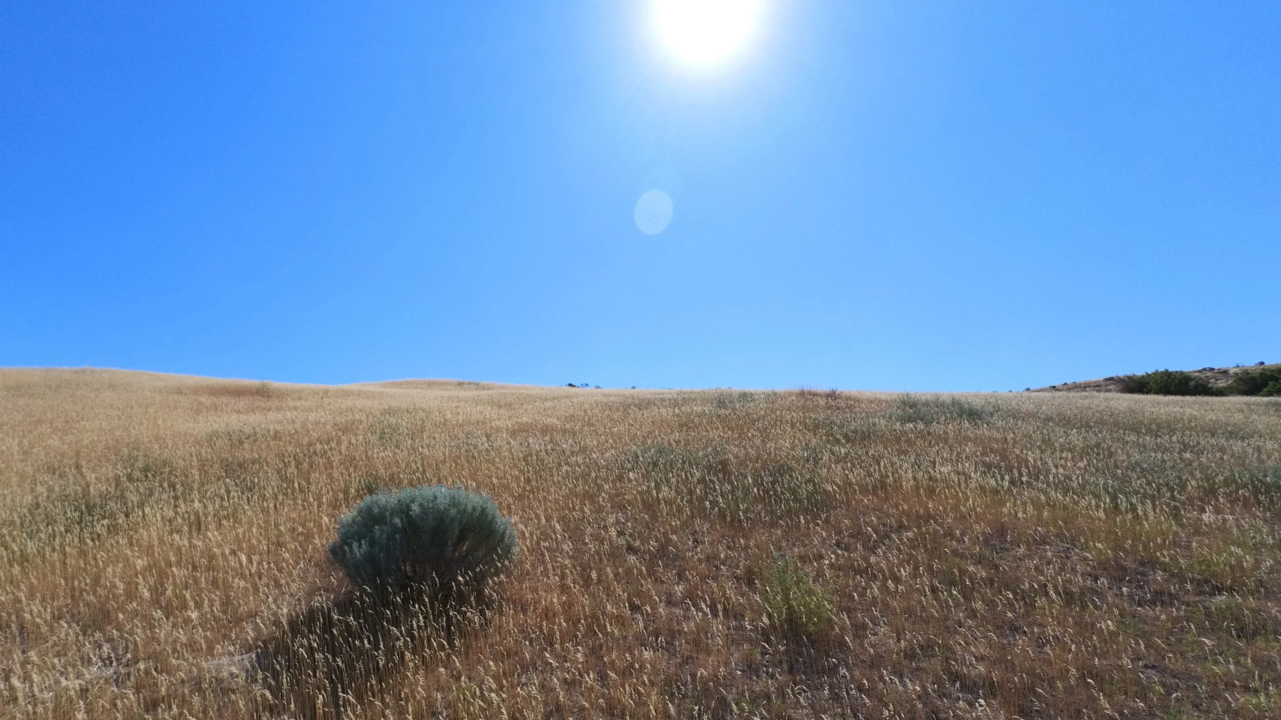 whitebluffs_pic_10.jpg