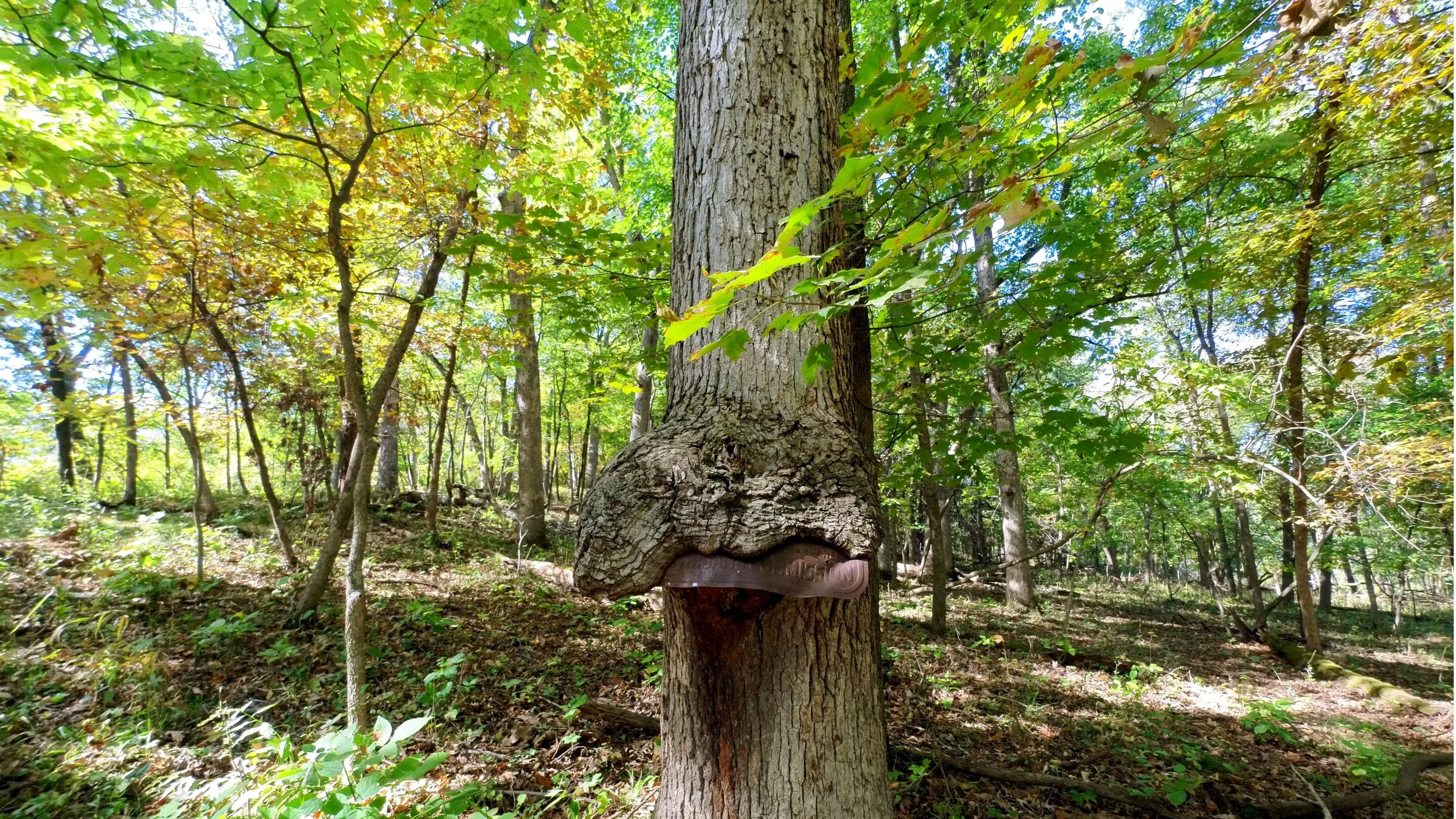 Dolliver Memorial State Park