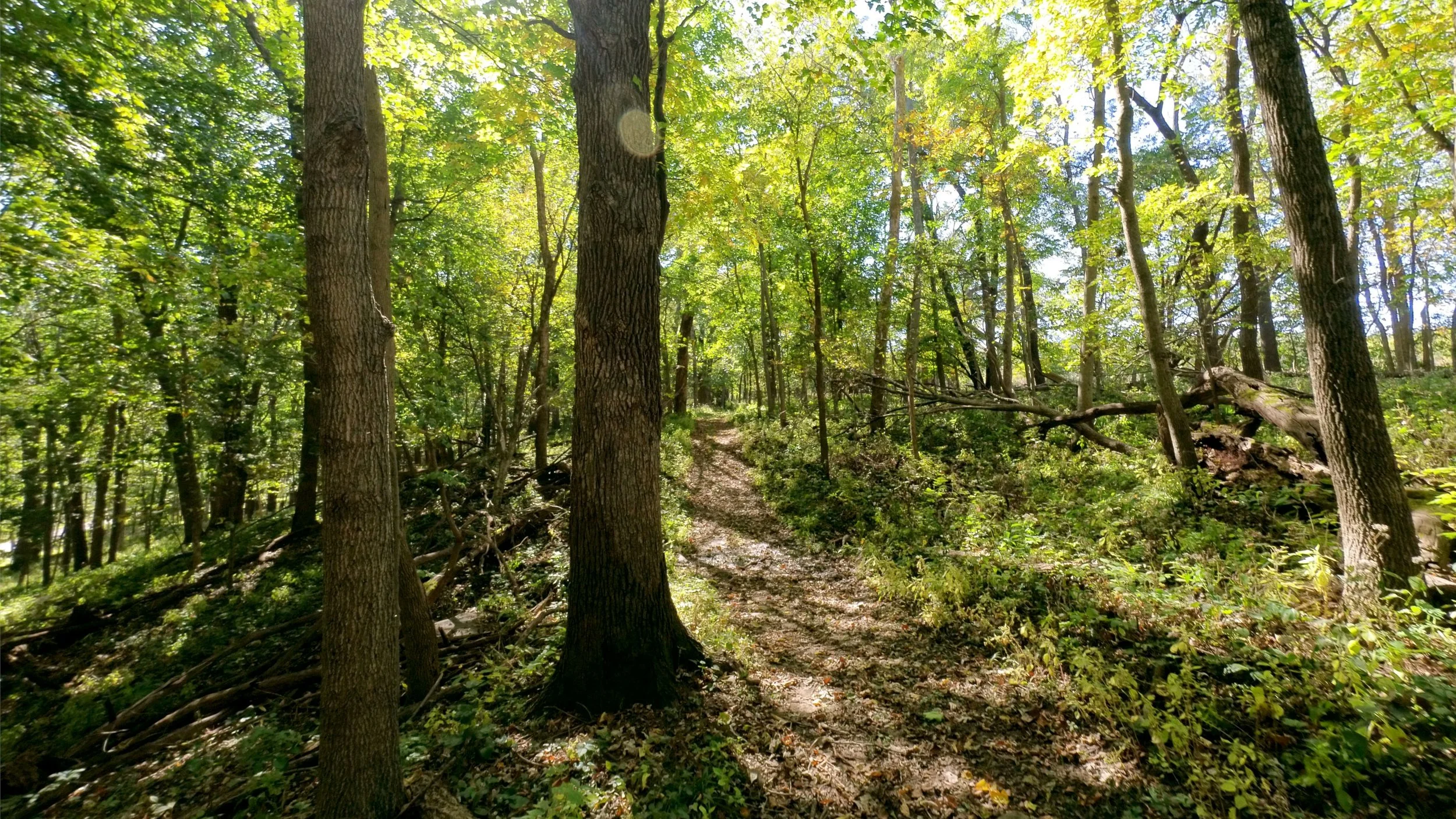 dolliver_pic_05.jpg