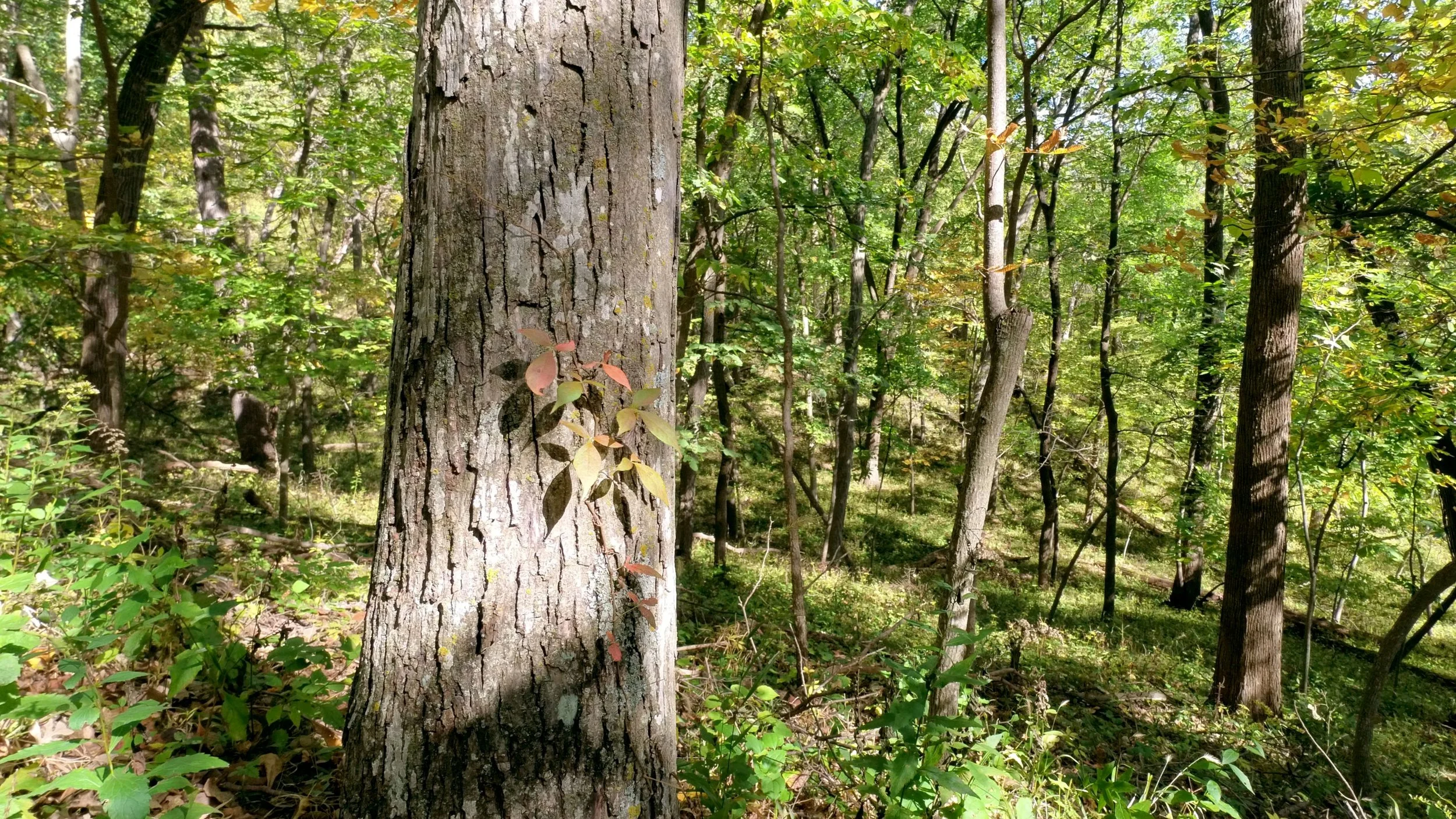 dolliver_pic_10.jpg