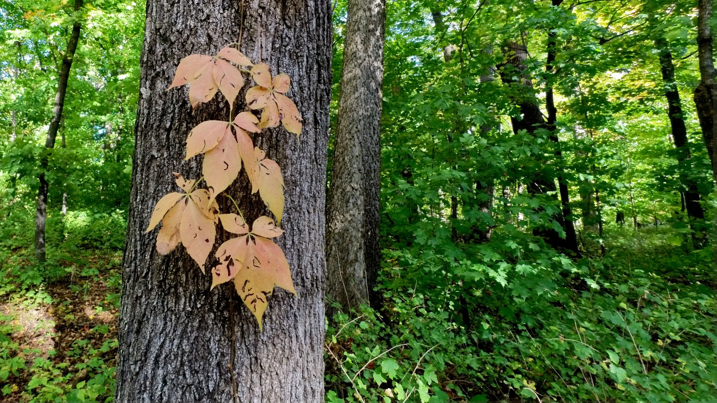 Timberlane County Park