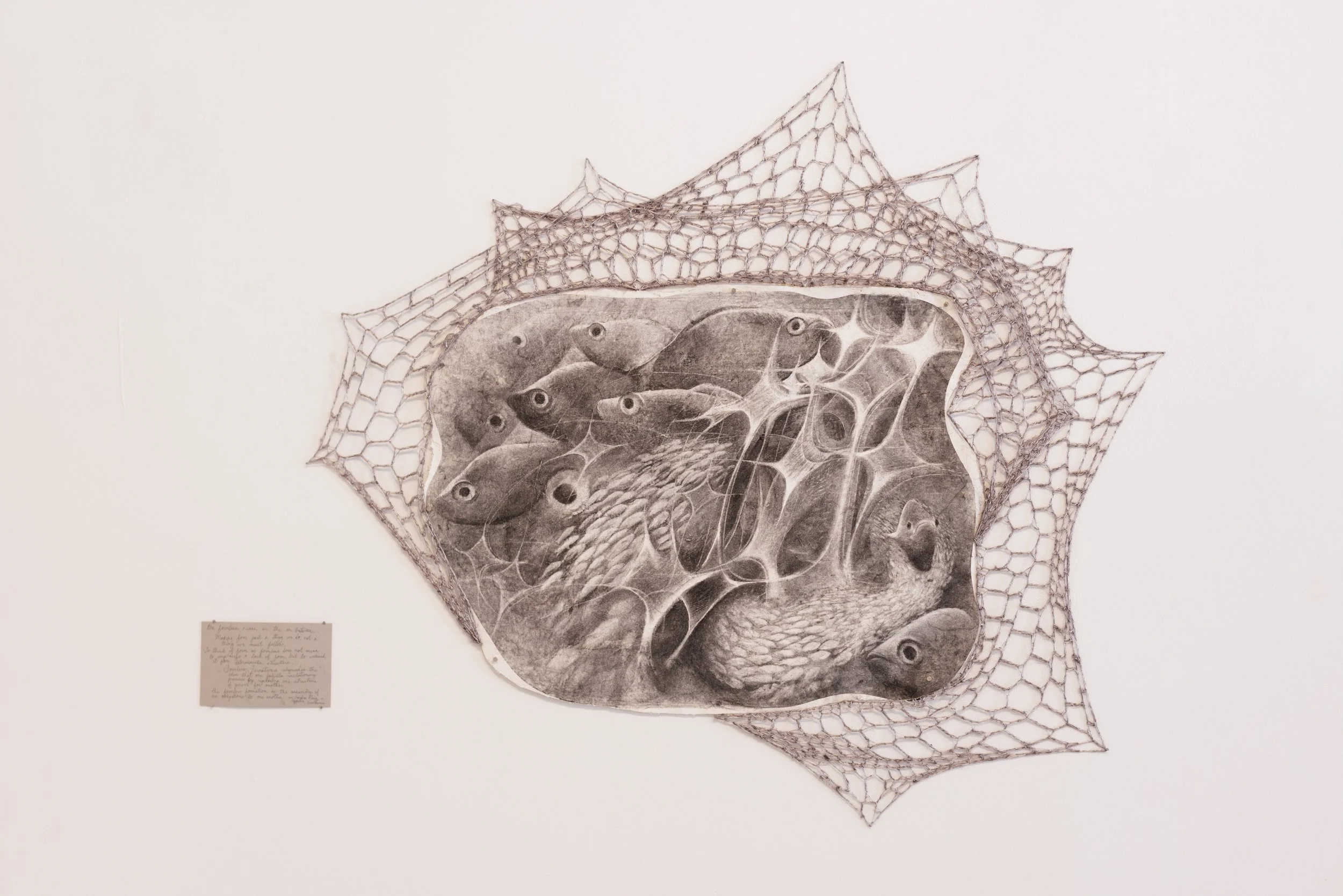   formless formations (papio of ala moana)   Tiffany Beam  Charcoal on paper, yarn, nails 