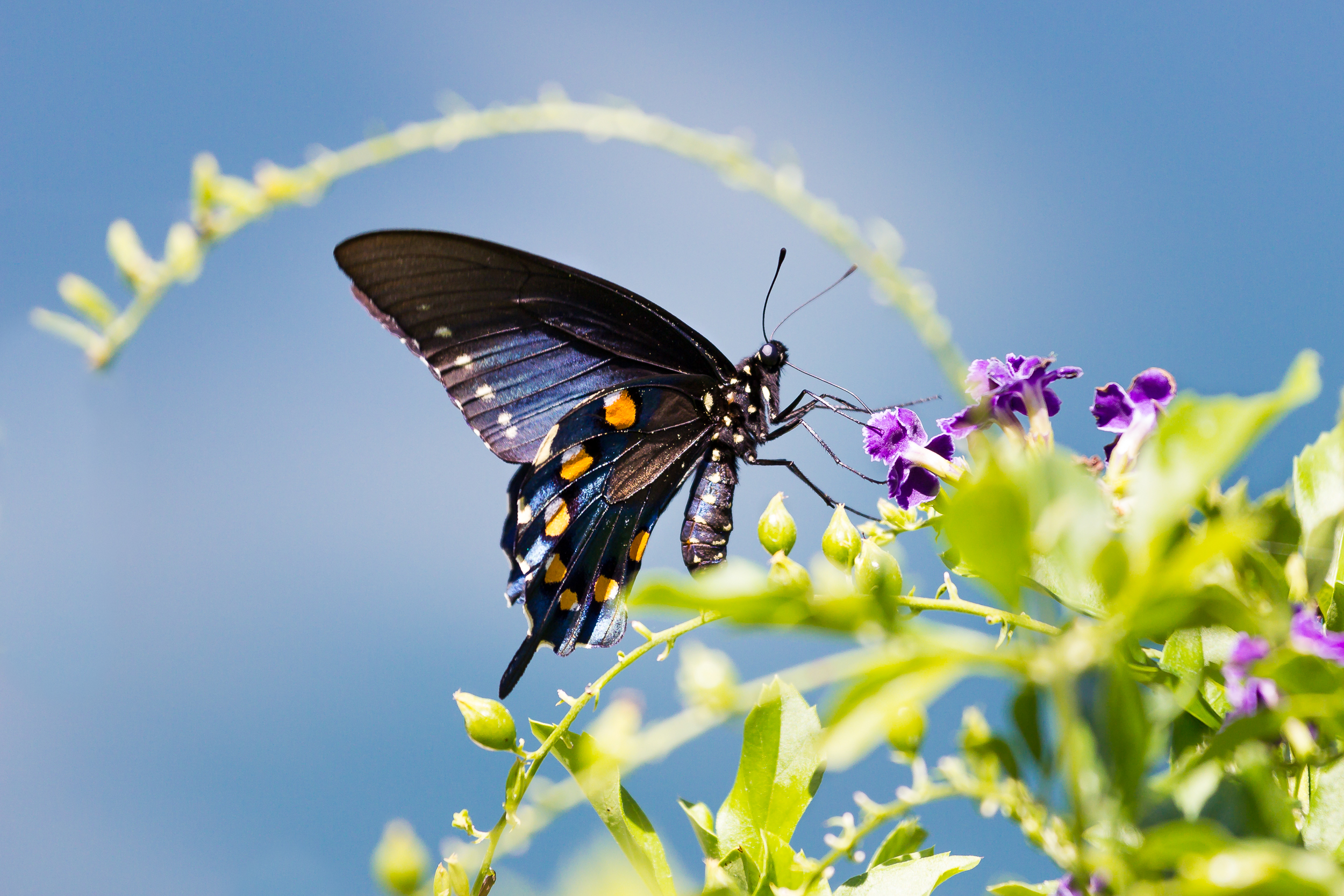 Butterfly Perch