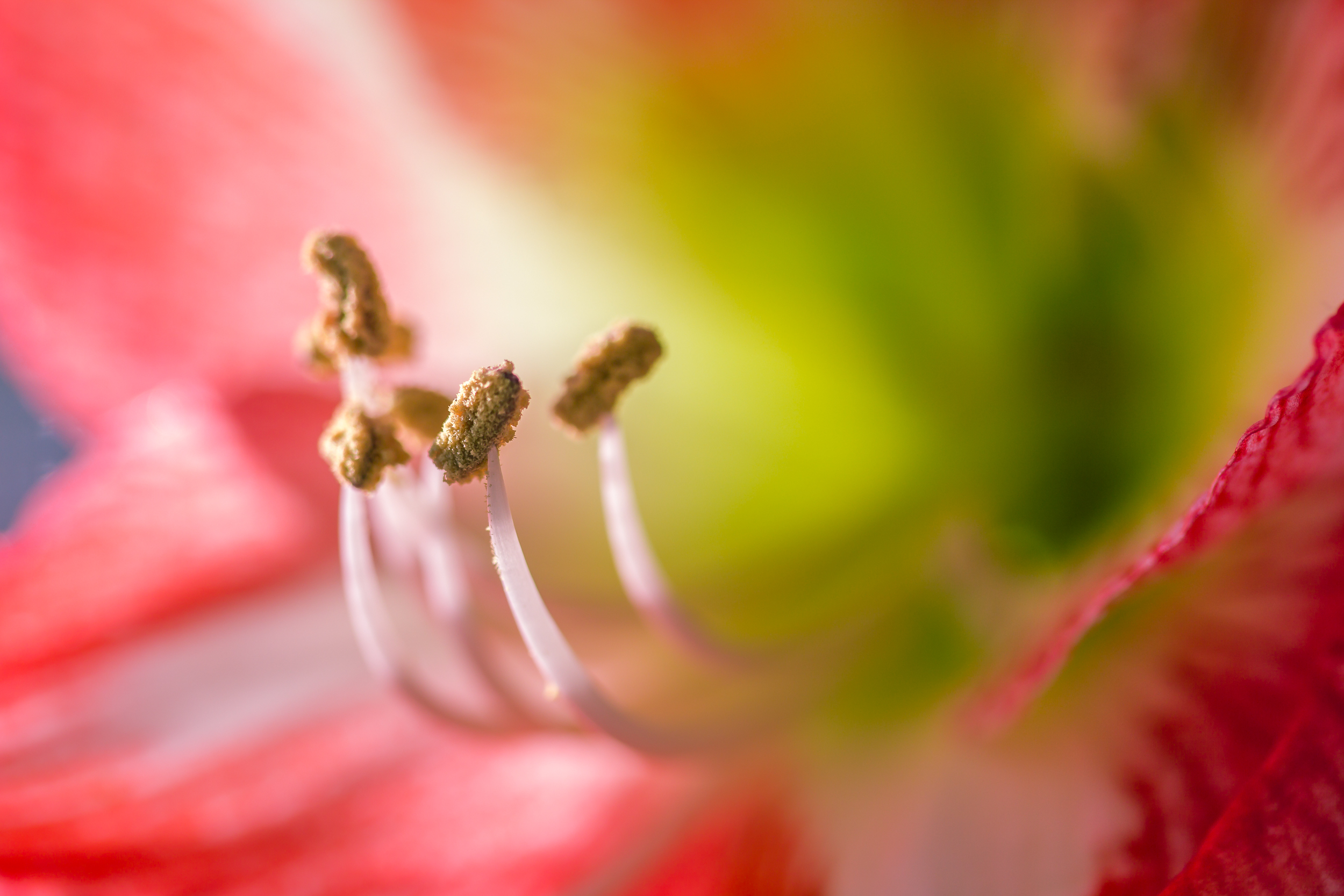 Amaryllis