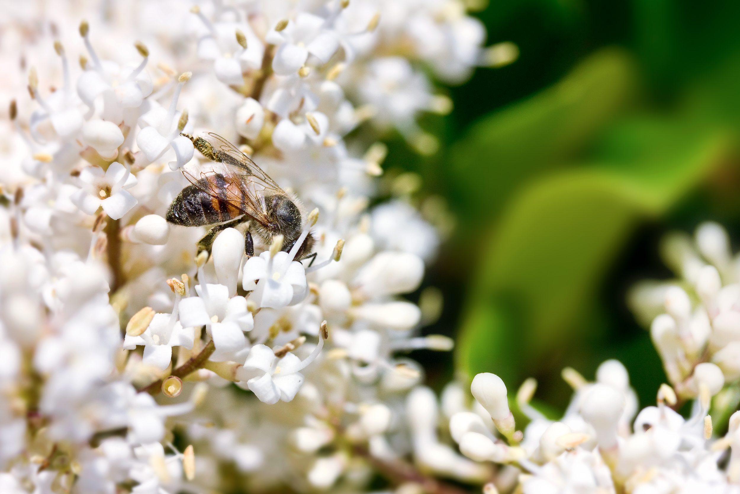 Pollination