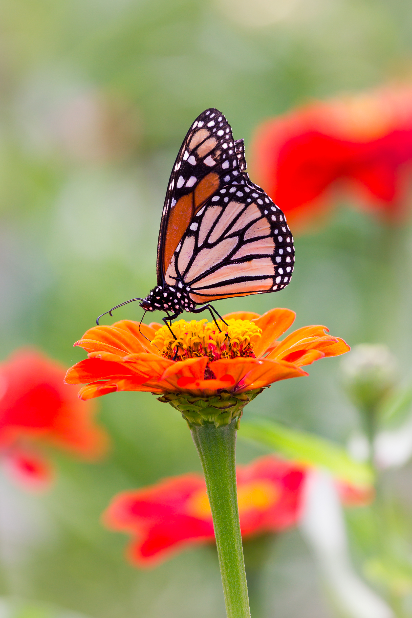 Butterfly on Flower