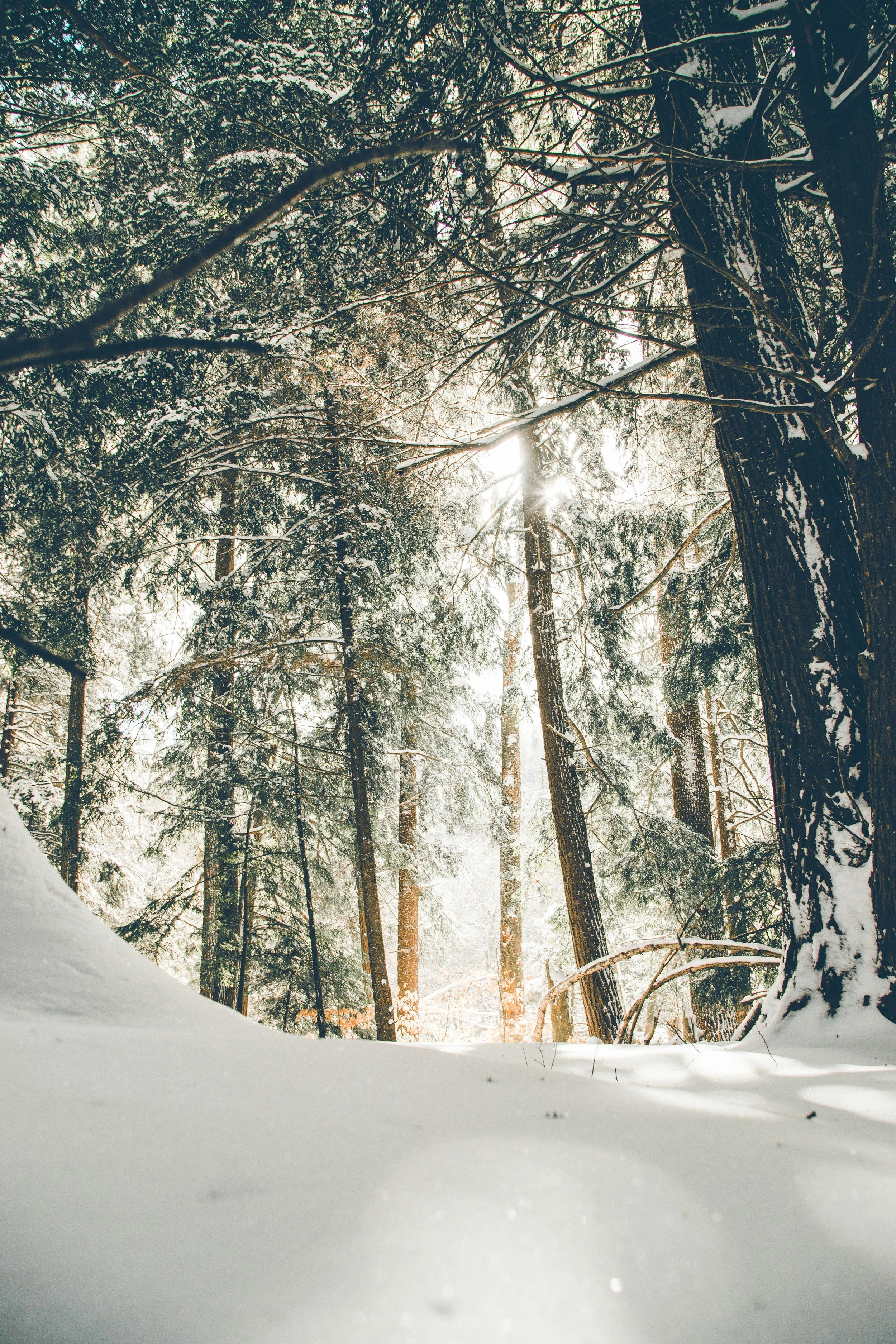 Winter Retreat - Wintering