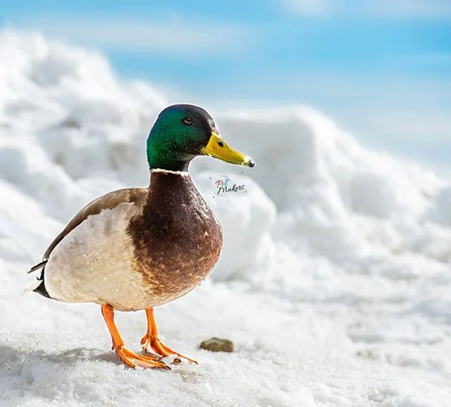 I can hold Stand still  until you get the perfect click!
#mallard #mallardduck #laketahoe #birds #naturephotography #snow #sunset