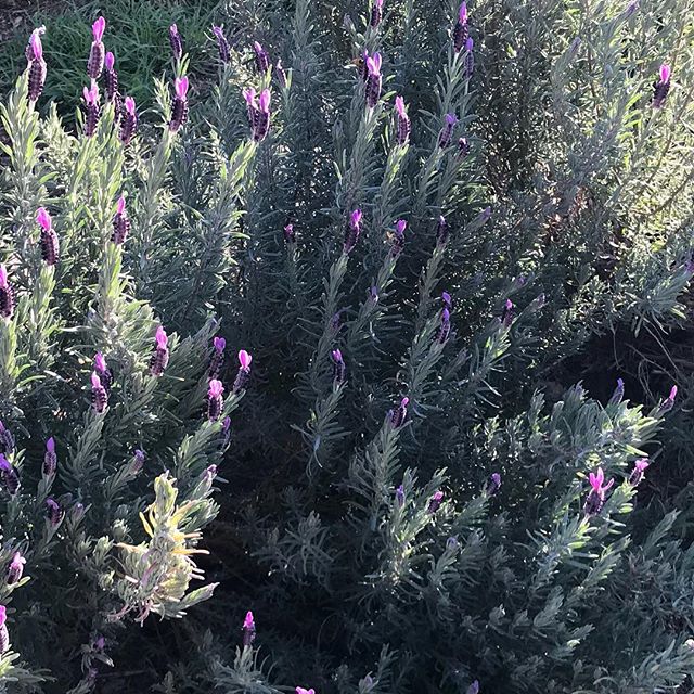 L A S P I the season for lavender... #handcrafted #wellbeing #health #lifestyle #beach #skincare #sensitive #simple #softskin #life #boutique #healthyliving #byronbay #boutique #bath #beautiful #antiaging #artisan