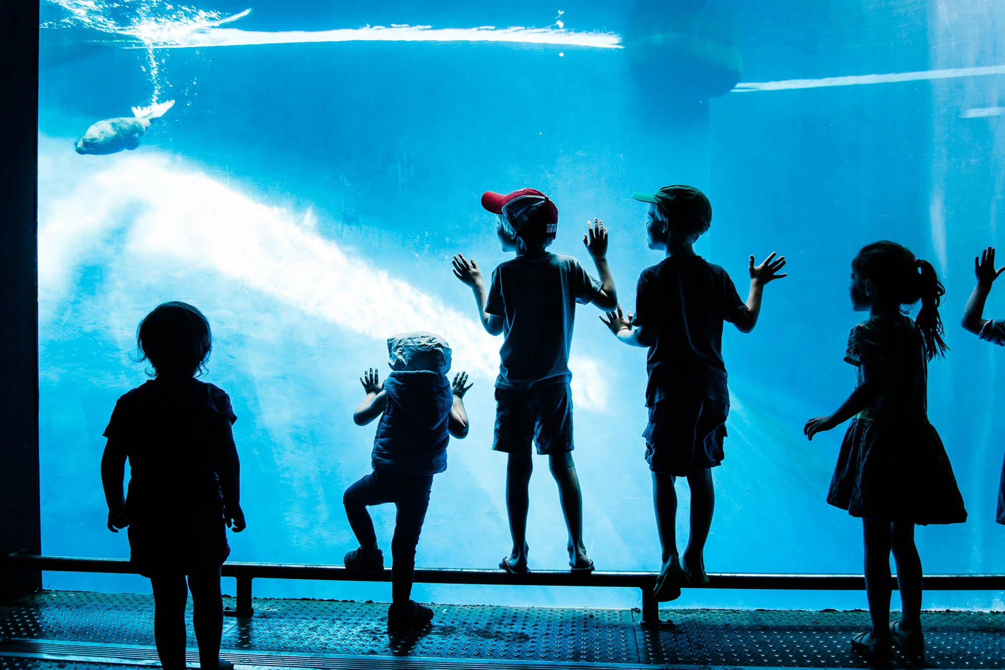 photography-mentoring-blogging-tips-kids-silhouttes-at-the-aquarium.jpg