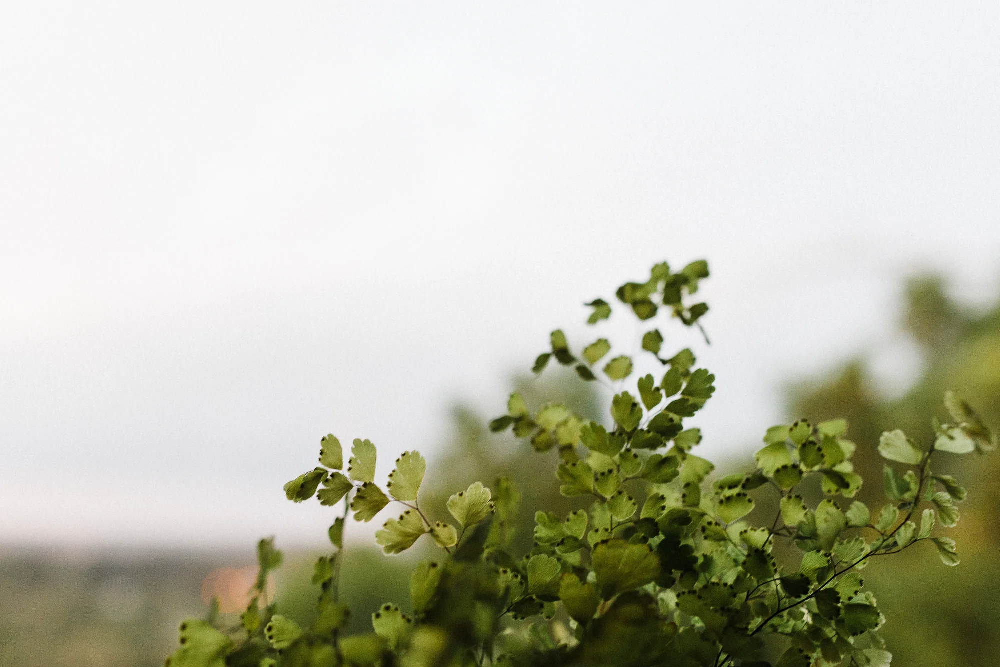 still_life_photography_exercise__of_a_fern-2.jpg