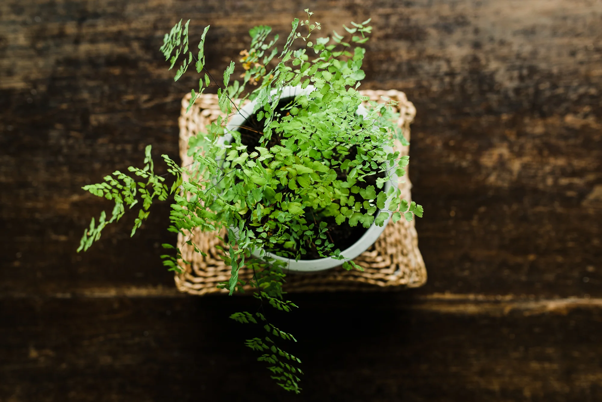 still_life_creativity_exercise_for_photography-4.jpg
