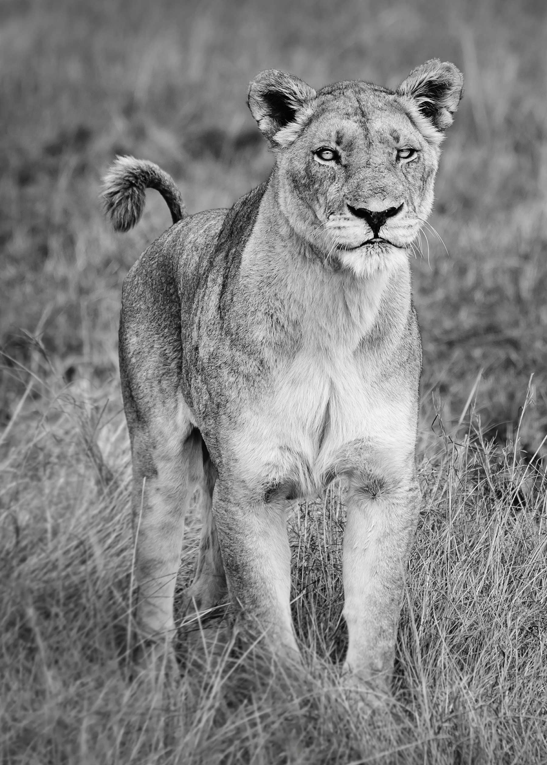 Lioness-Busanga-email.jpg