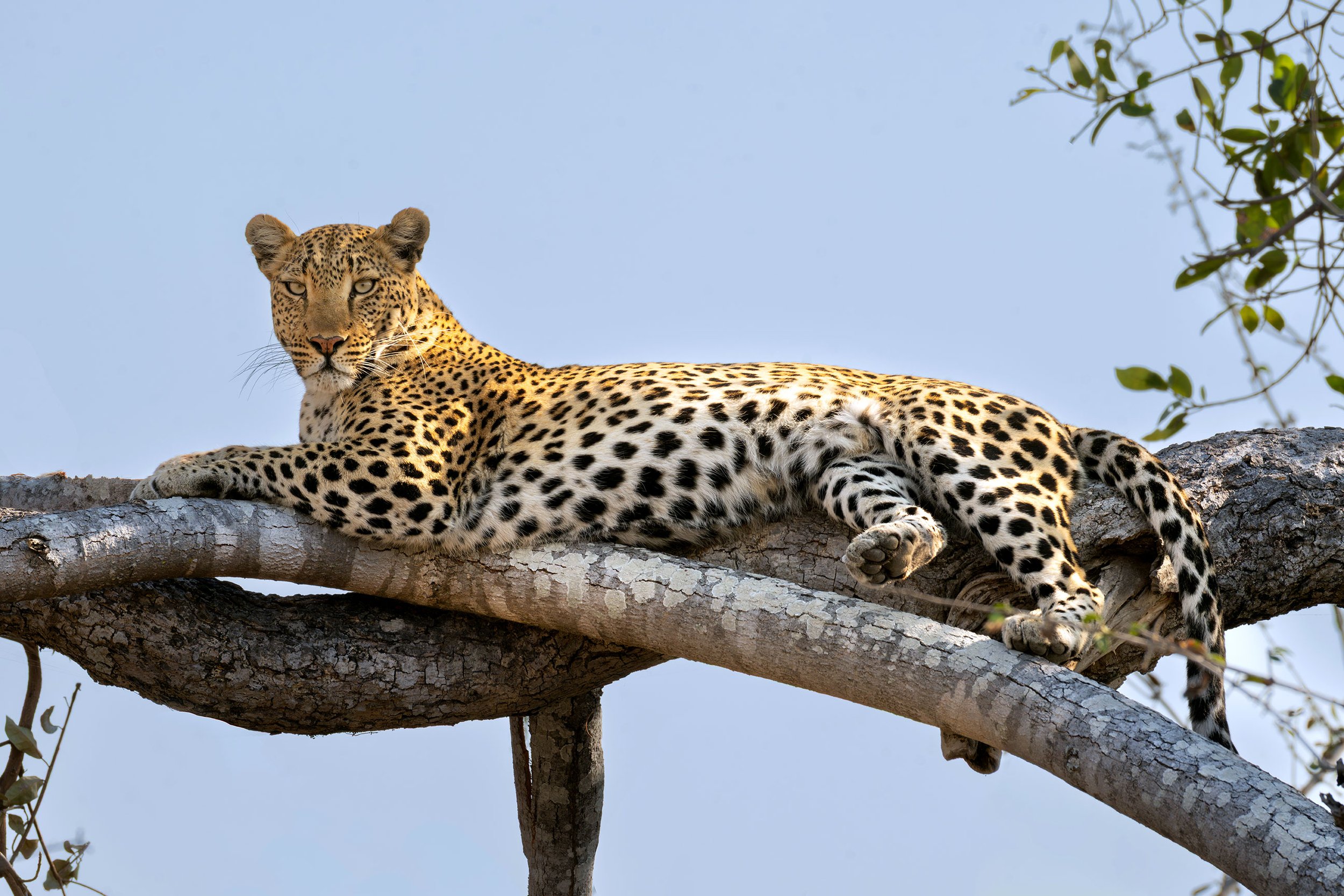 Leopard-web.jpg