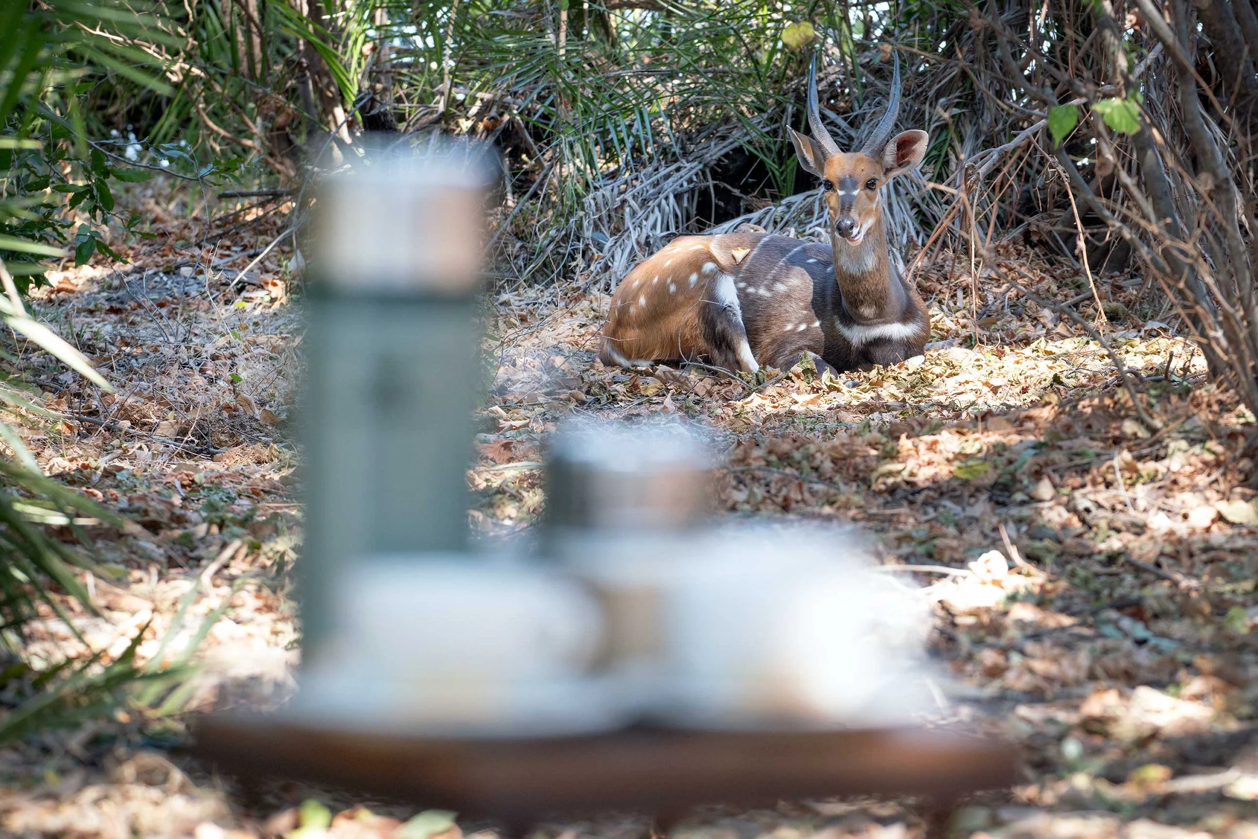 Bush-buck-web.jpg