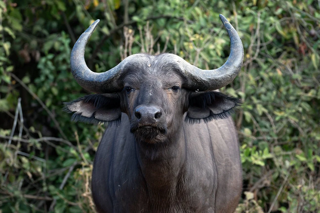 buffalo-web.jpg