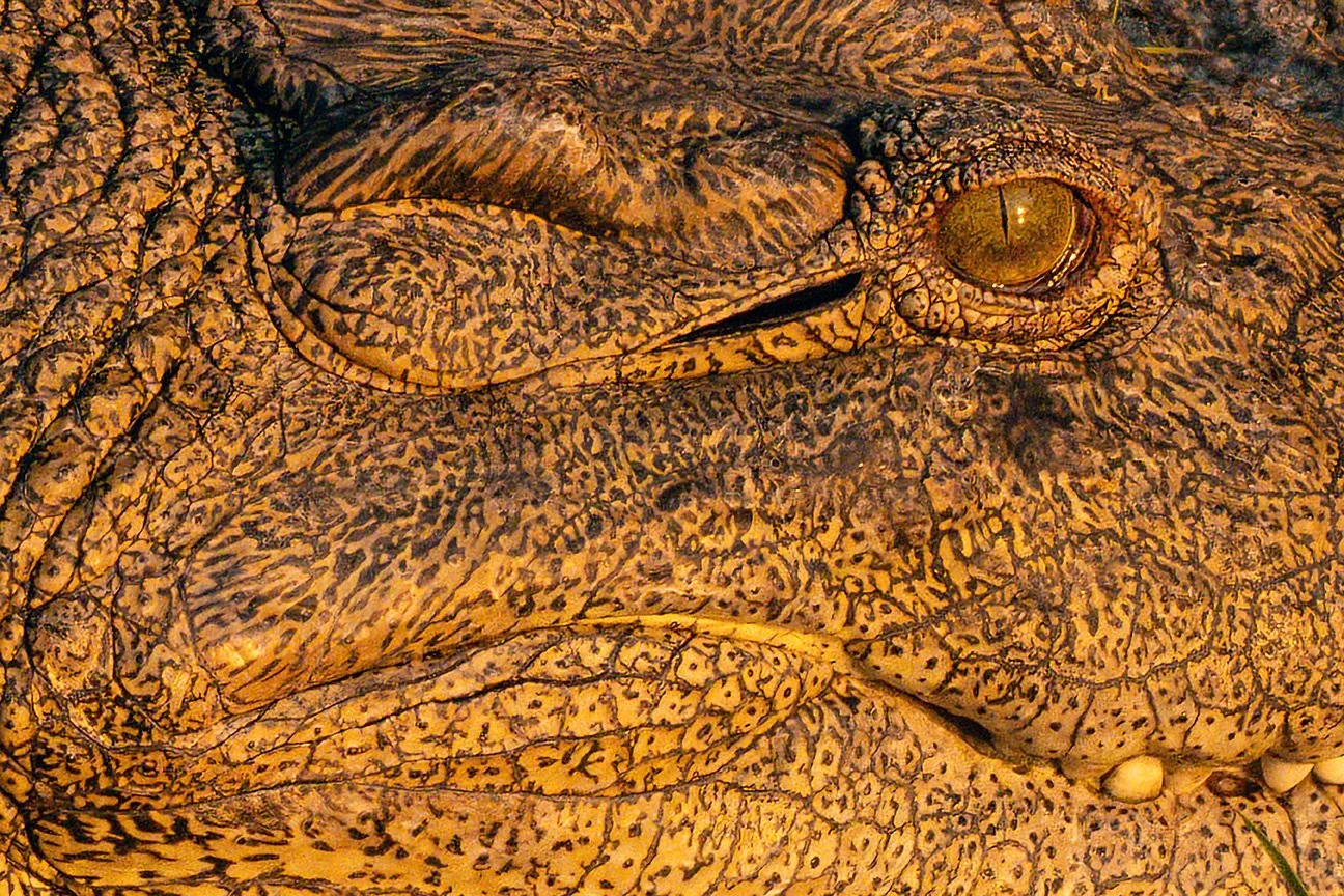 Croc-web.jpg