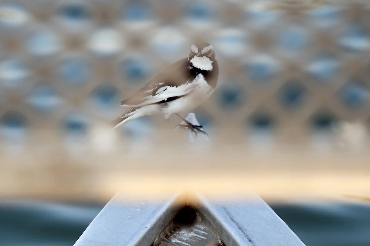 wag-tail-web.jpg