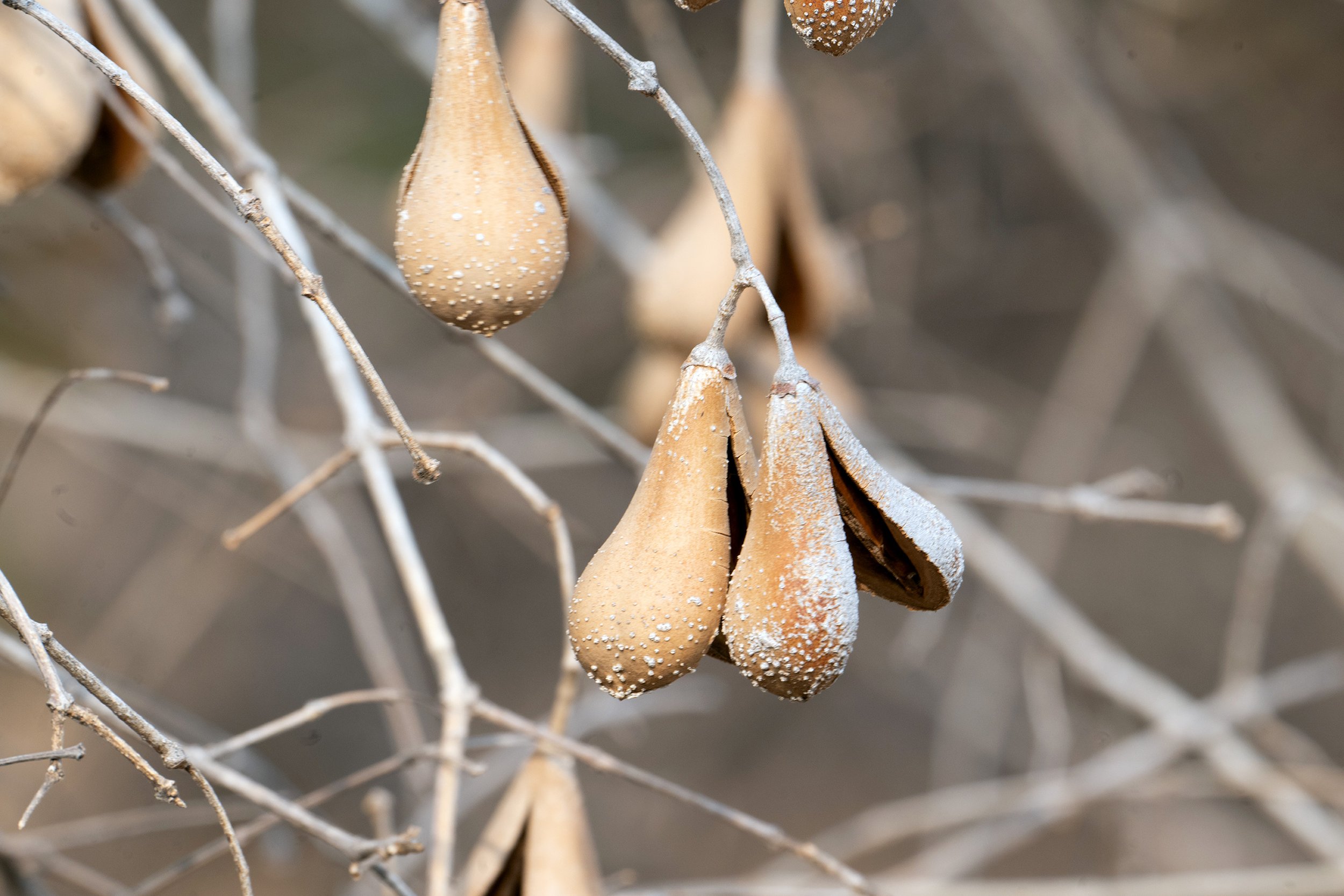 Shawa-62-web.jpg