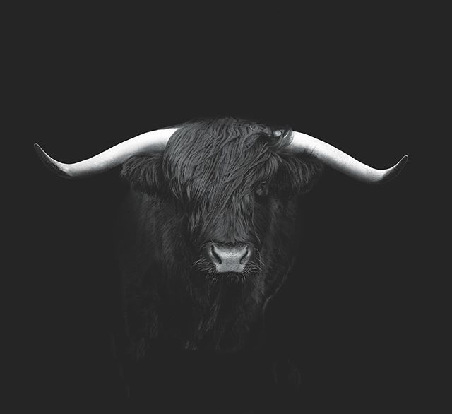 Jock #photography by @thinredlinedesign #highland #bull #highlandcattle #BlairAtholl #design #Scottish #graphicdesign #Scotland #scottishdesign #thinredlinedesign #damnallthateagerness