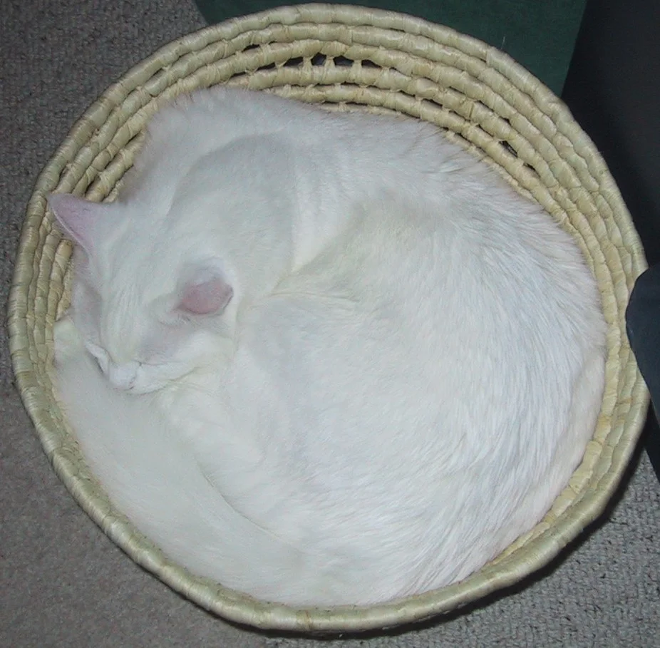 Patchie Fitting in? (4 years old)