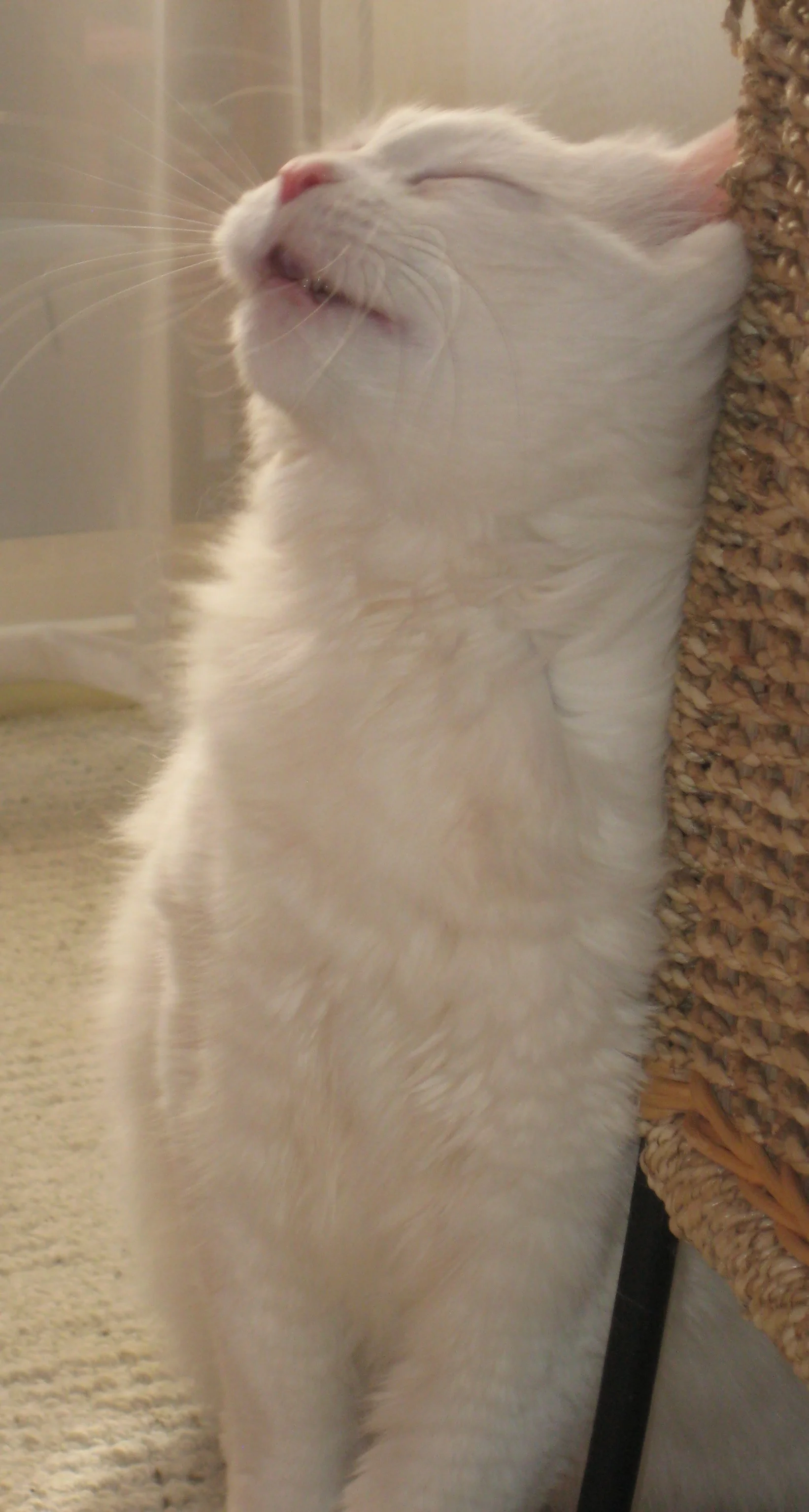 Best Chair in the World