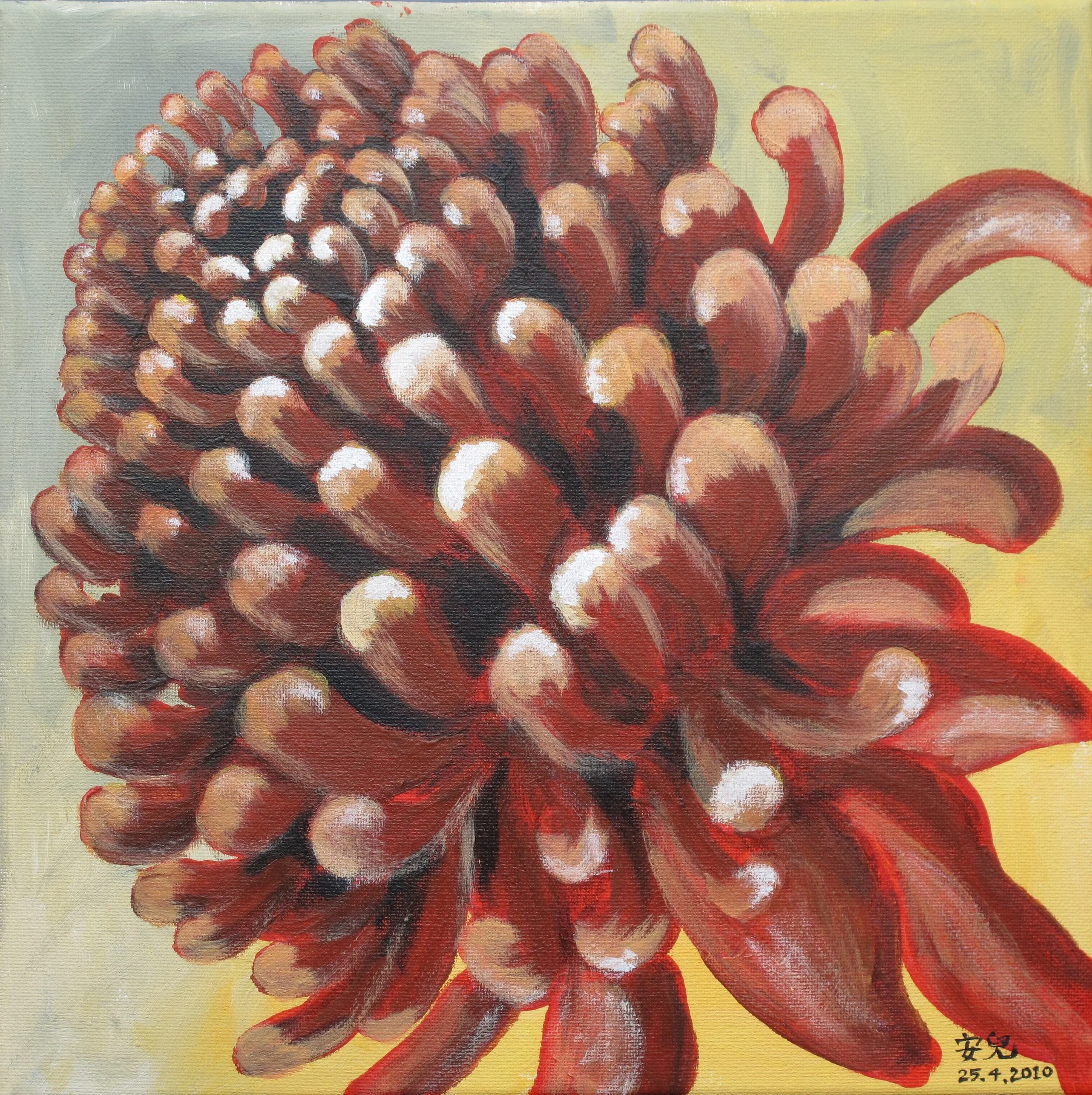 Waratah from next door neighbour