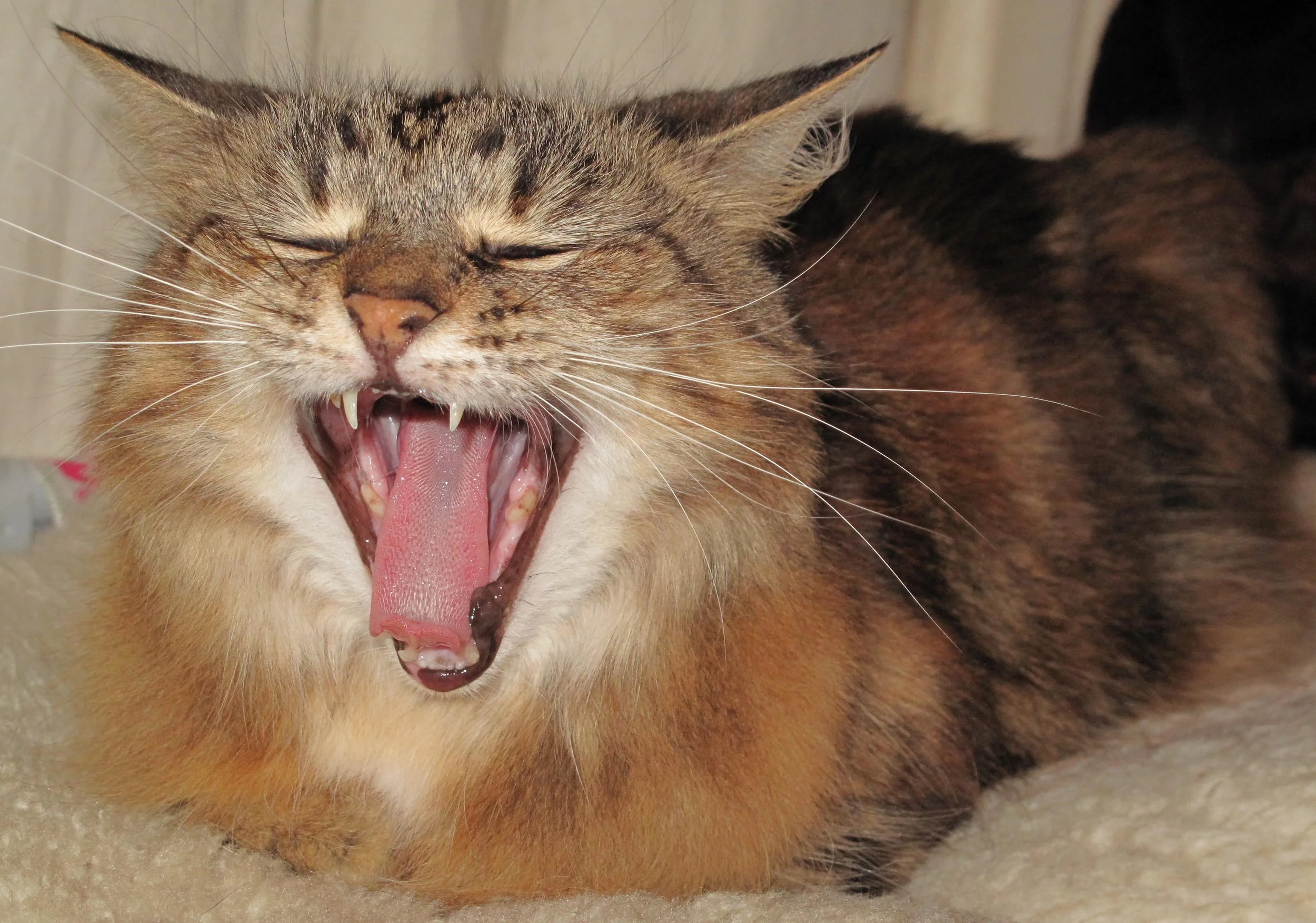 Privacy Please, Don't Shoot