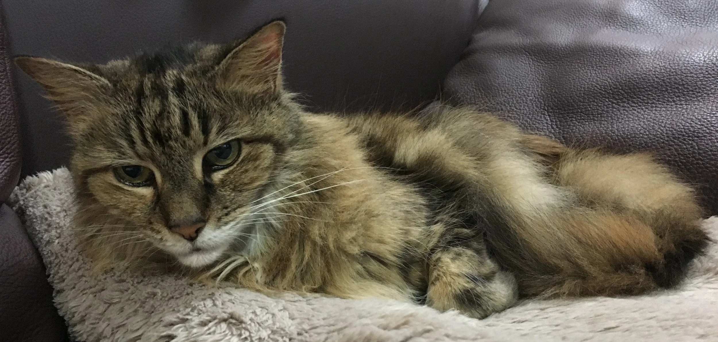 Too comfy... (17 years old)