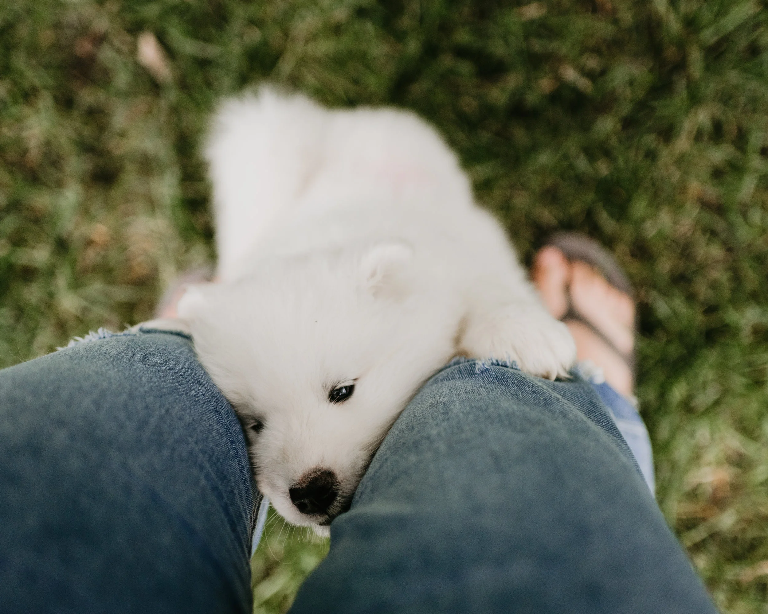Puppies-147-2.jpg