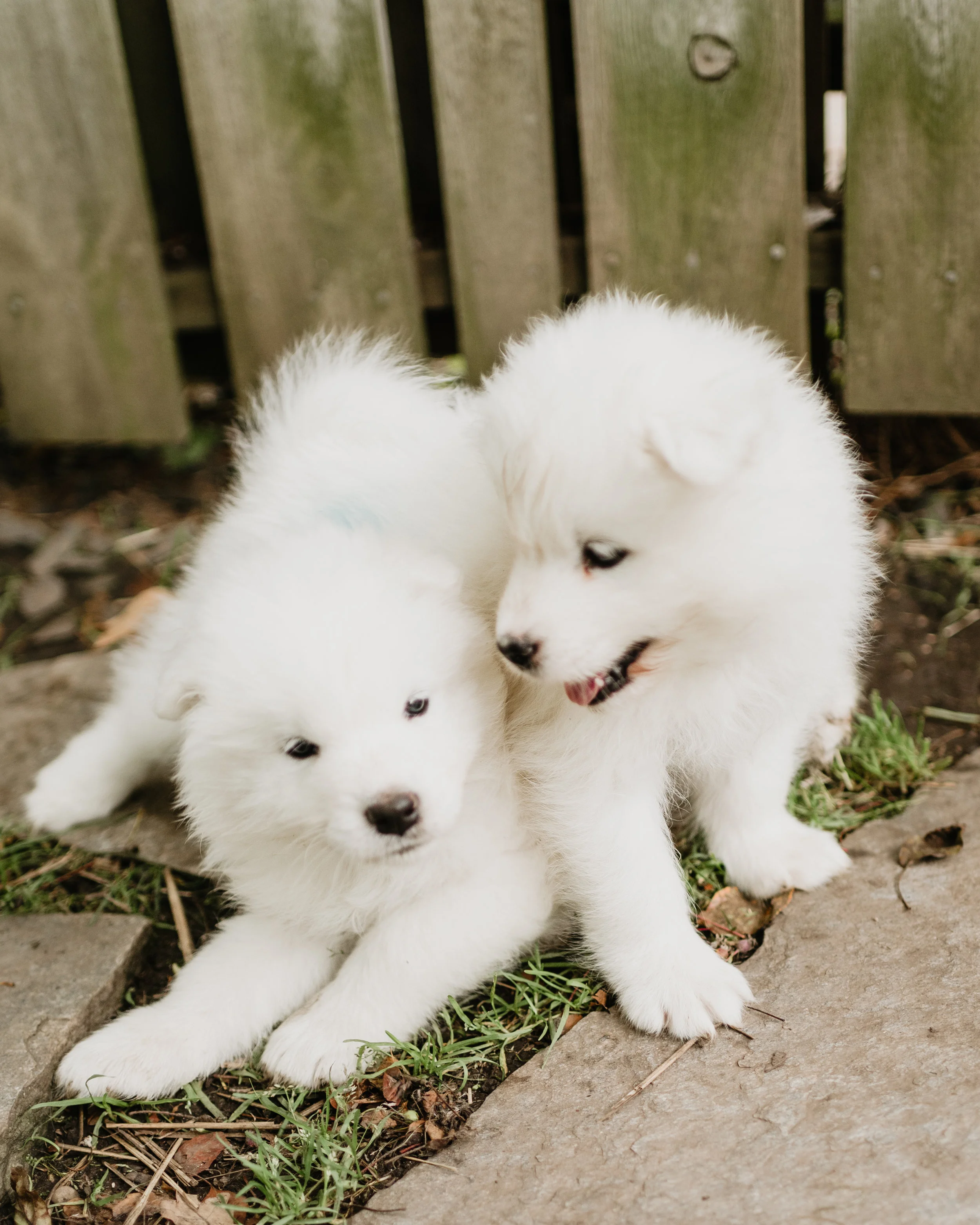 samoyed cuddly toy
