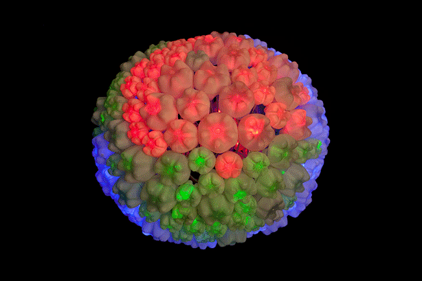 505_animated-orb-sennep.gif