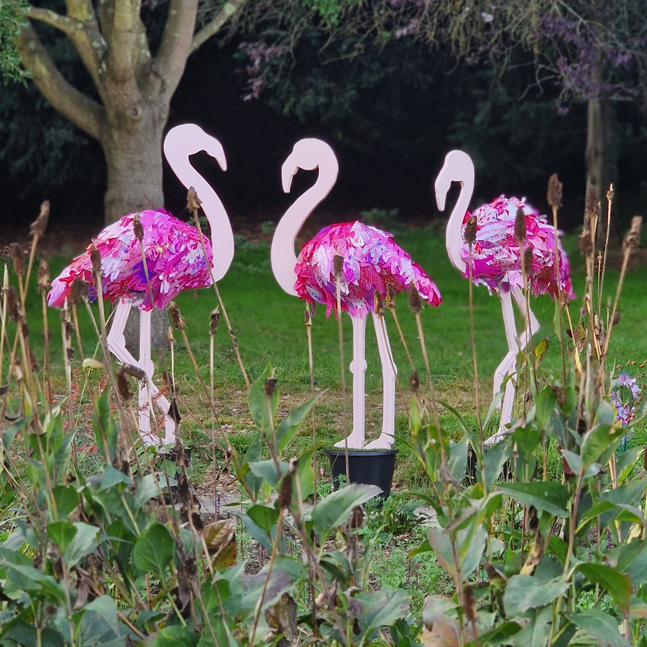 Flamingos Leeds Castle - 2023