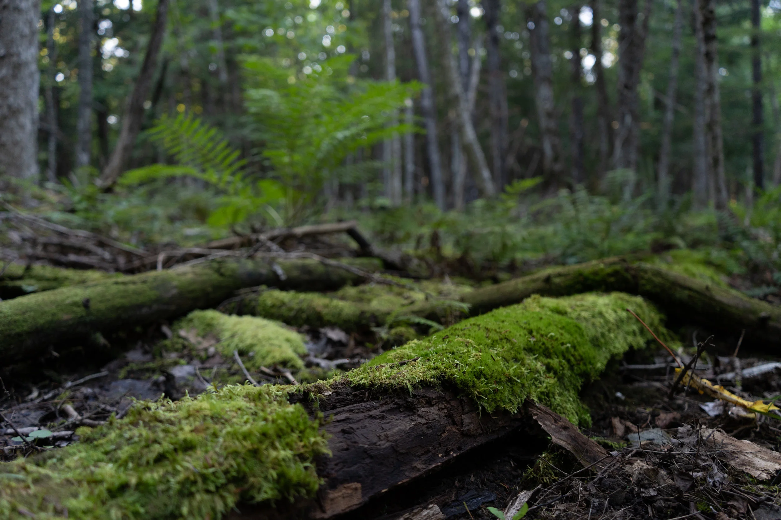2018_Aug13_MC NP PR — Nature Trust of New Brunswick