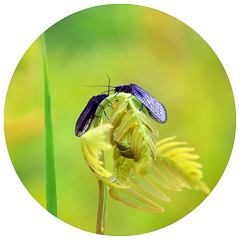 Website+Circle+Template+%2831%29.jpg