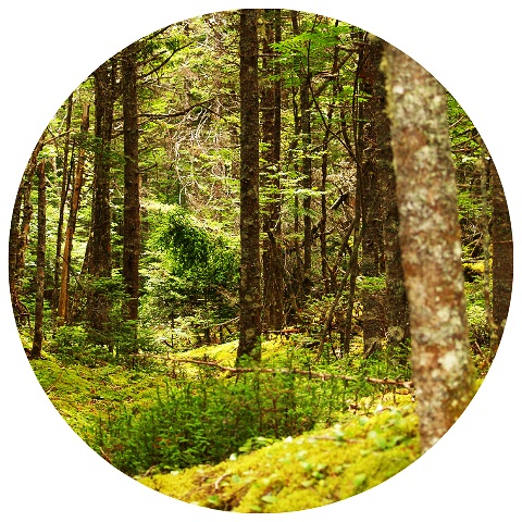 Website+Circle+Template+%2841%29.jpg