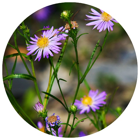 Website+Circle+Template+%2858%29.jpg