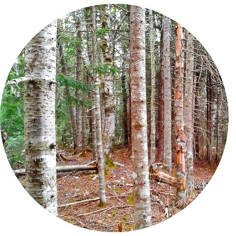 Website%2BCircle%2BTemplate%2B%252885%2529.jpg