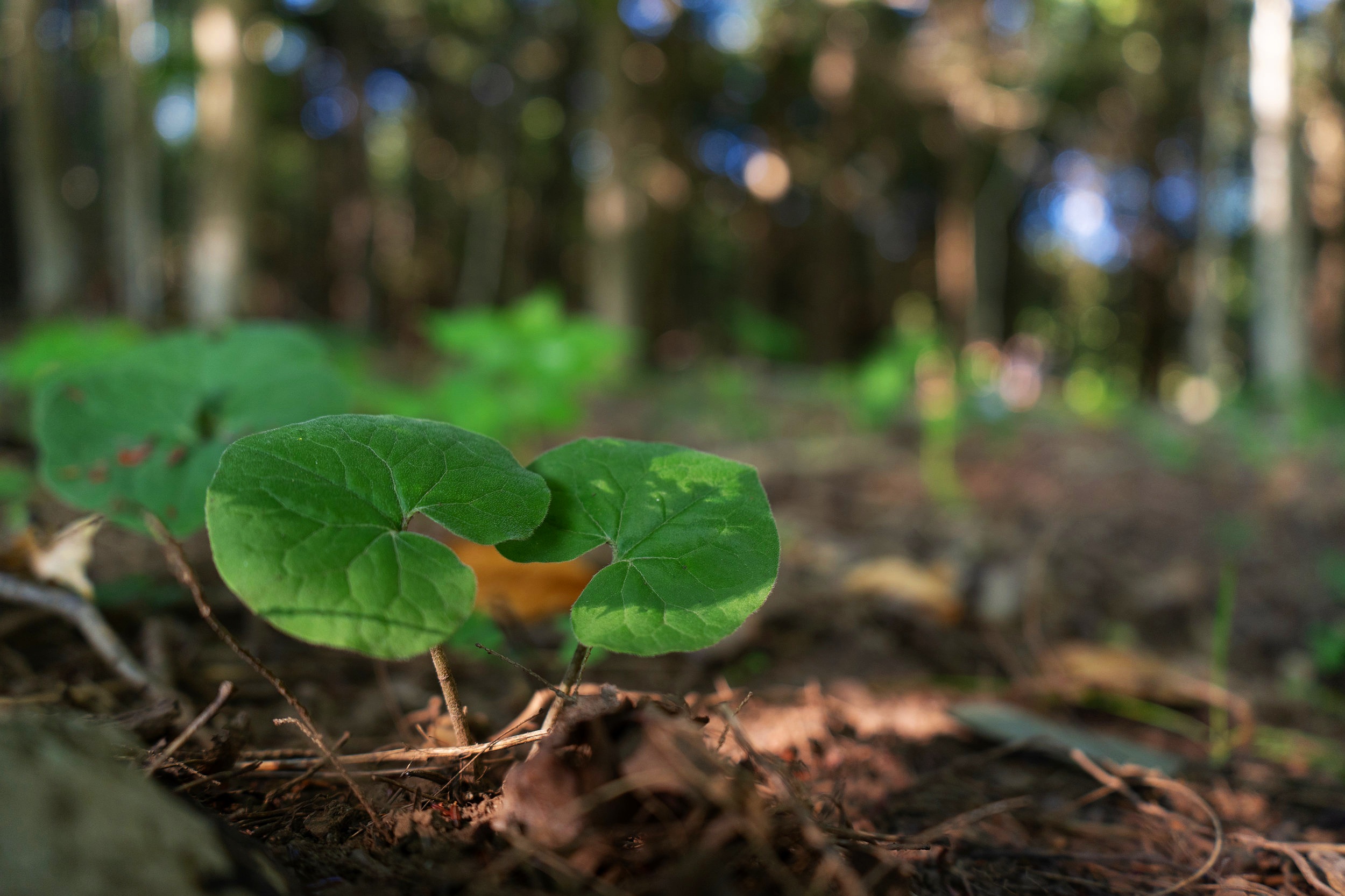007+Wild+Ginger+%28Asarum+canadense%29+%281+of+1%29.jpg